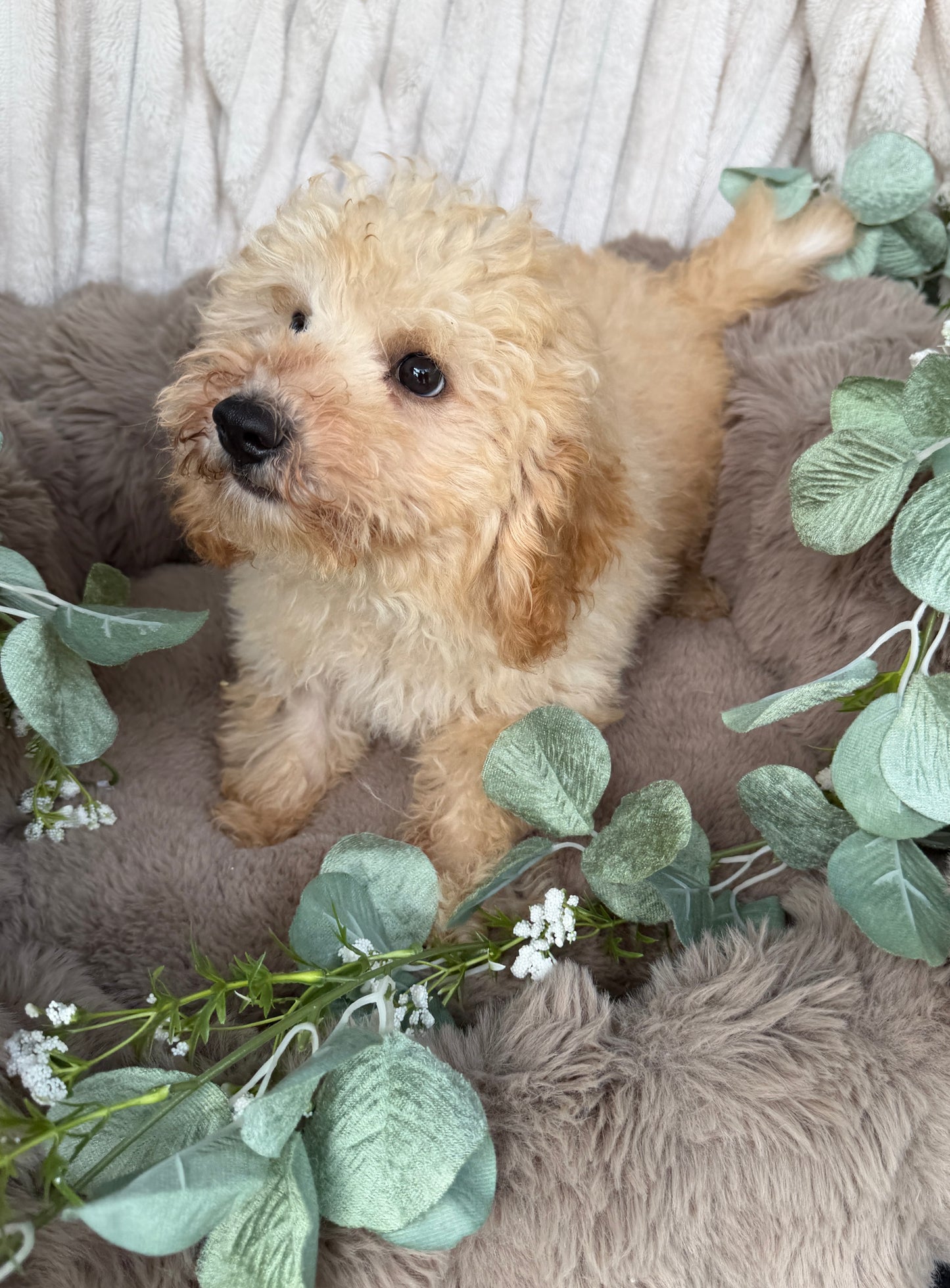 Houston 🧸 | Male Teddy Bear Puppy