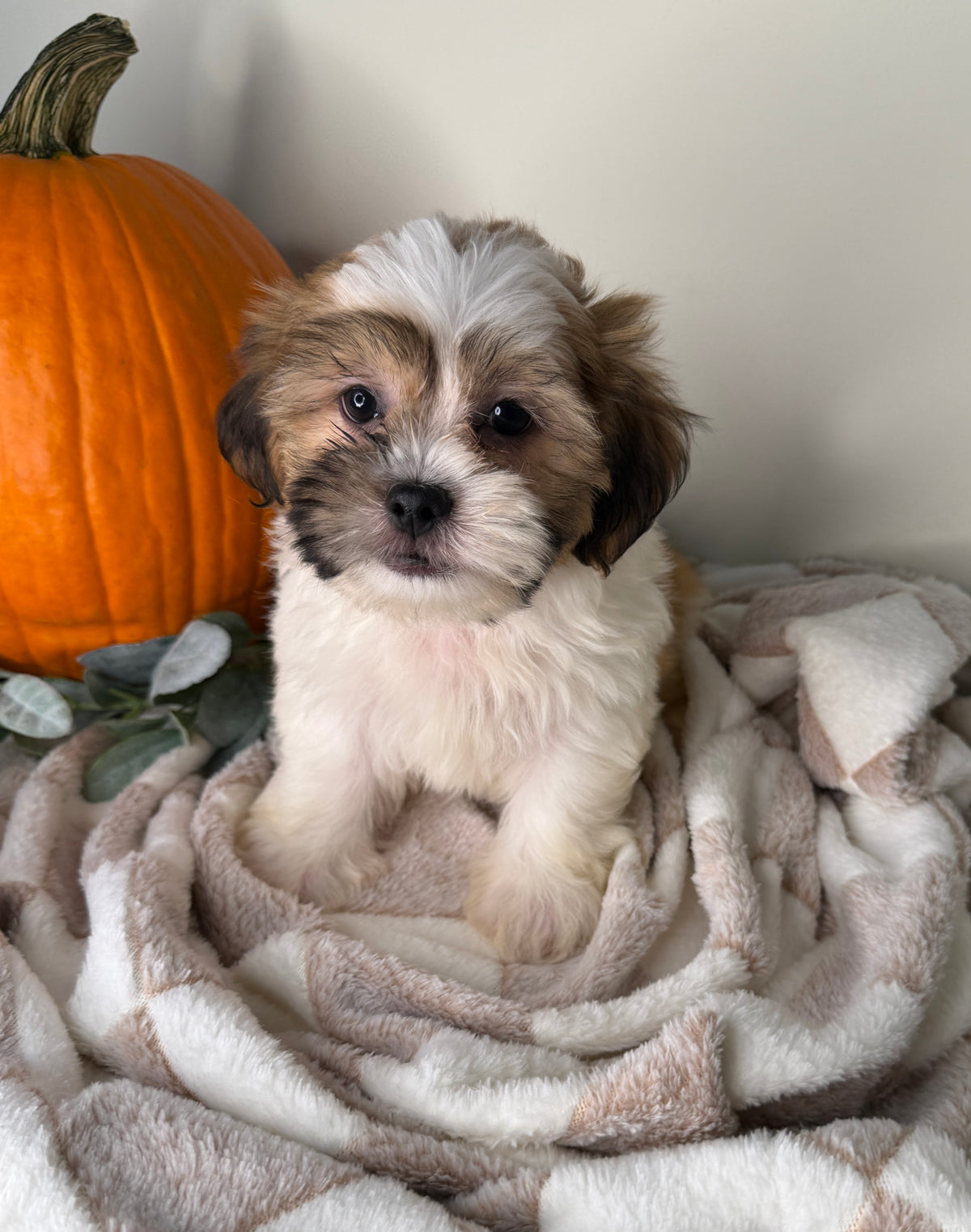Winston: Maltipoo