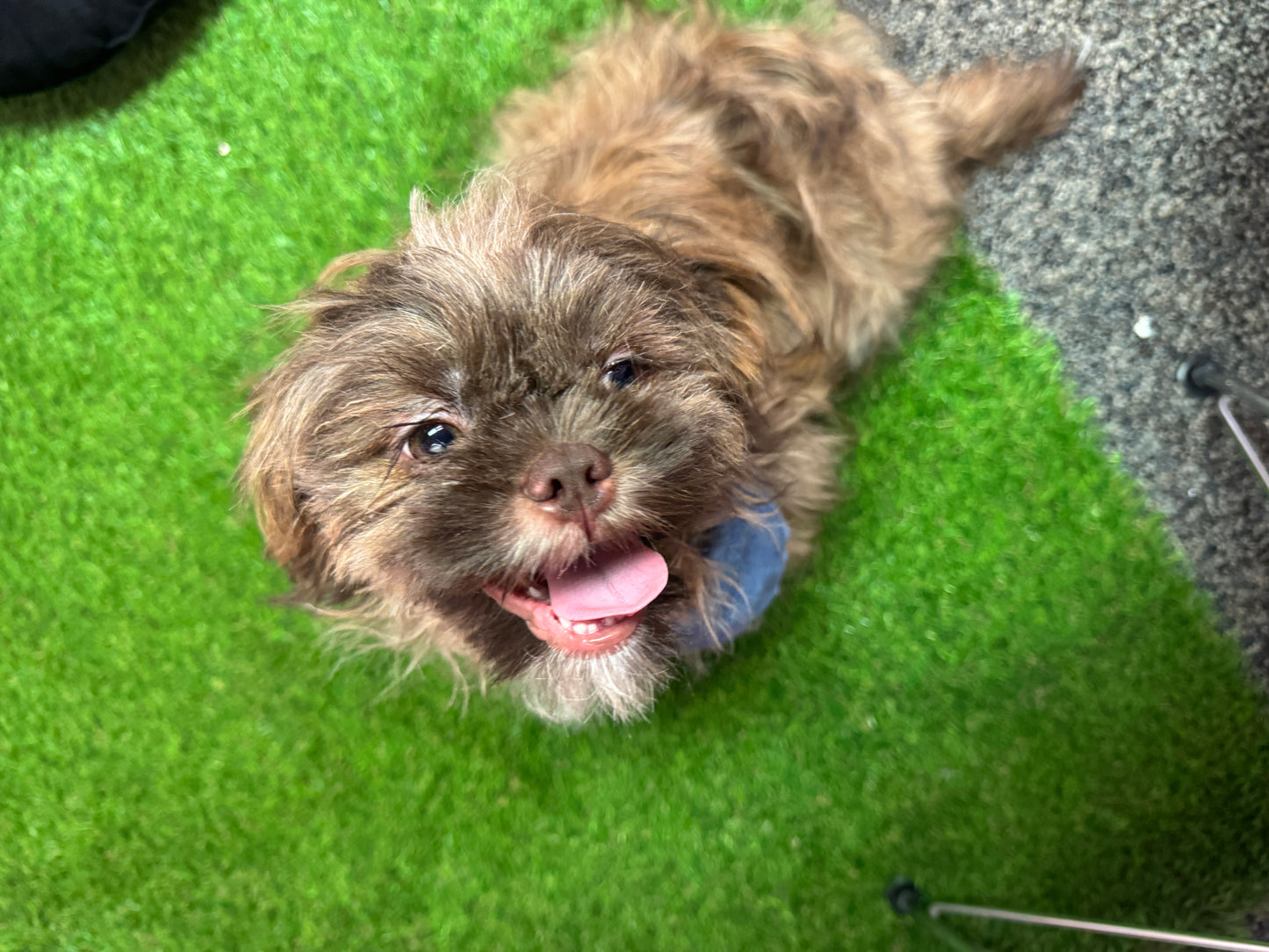 “Bentley” - Male Shih-Tzu Puppy