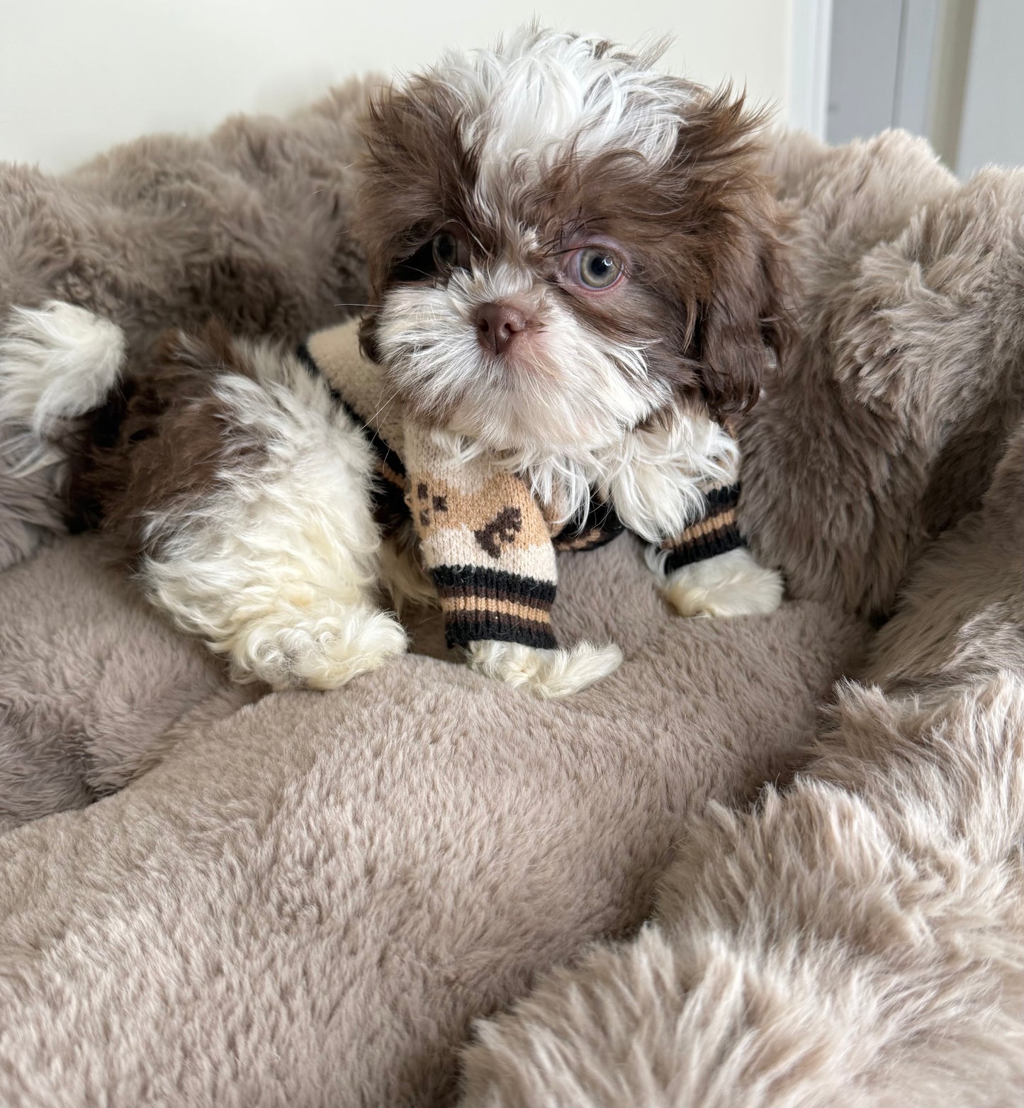 Tucker Lee | ACA Registered Shih Tzu