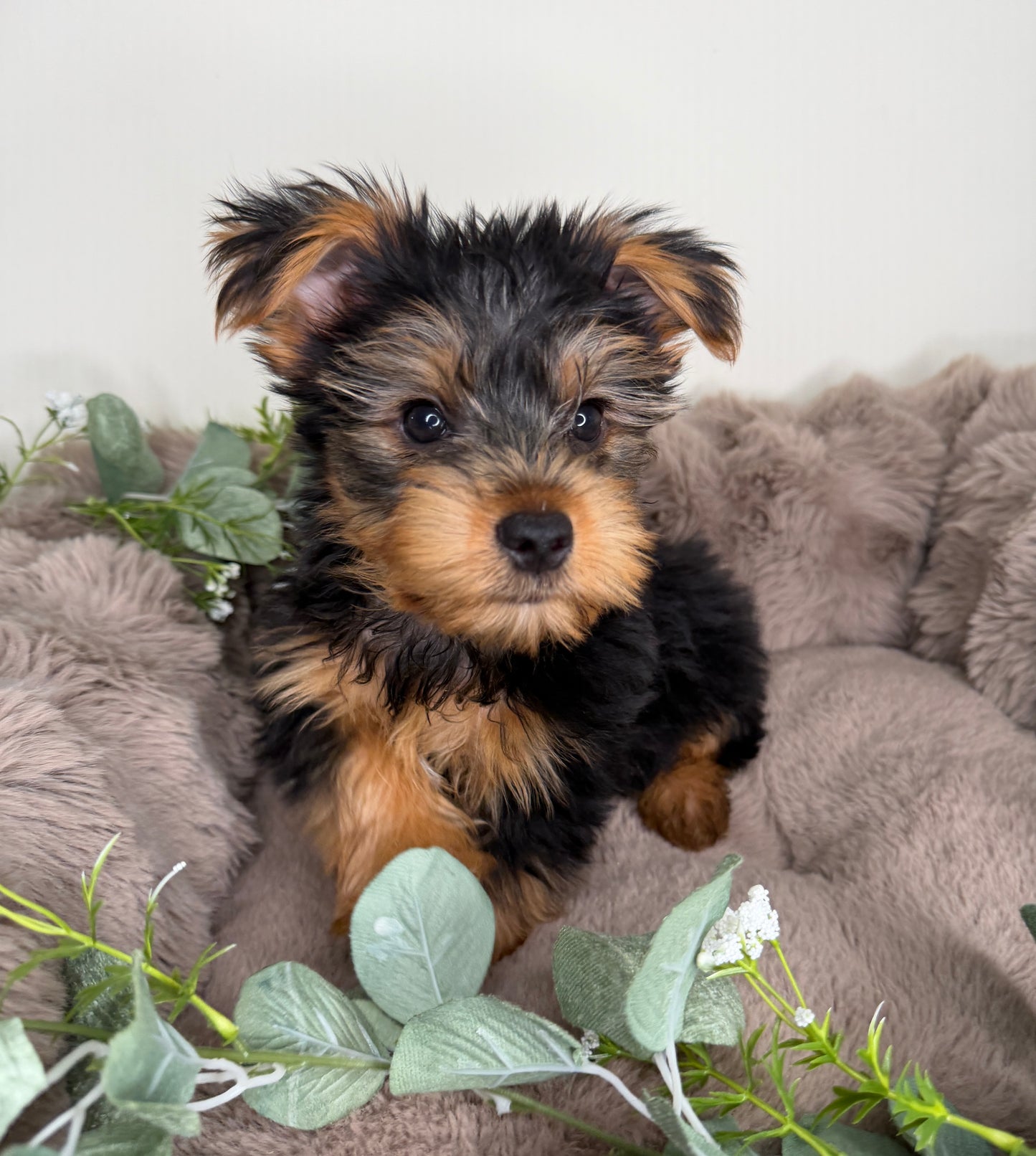 Hugo π | Male Yorkshire Terrier