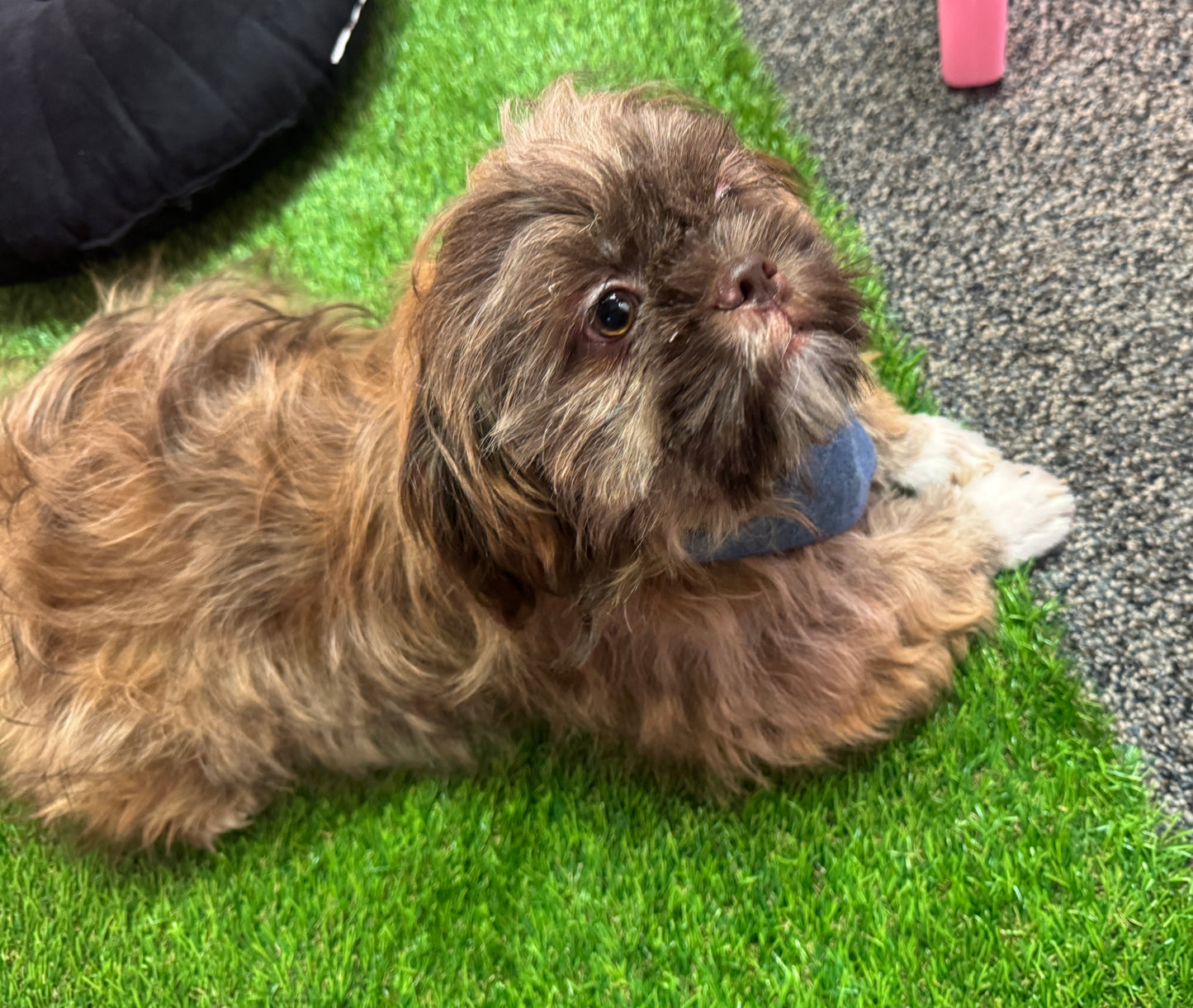 “Bentley” - Male Shih-Tzu Puppy