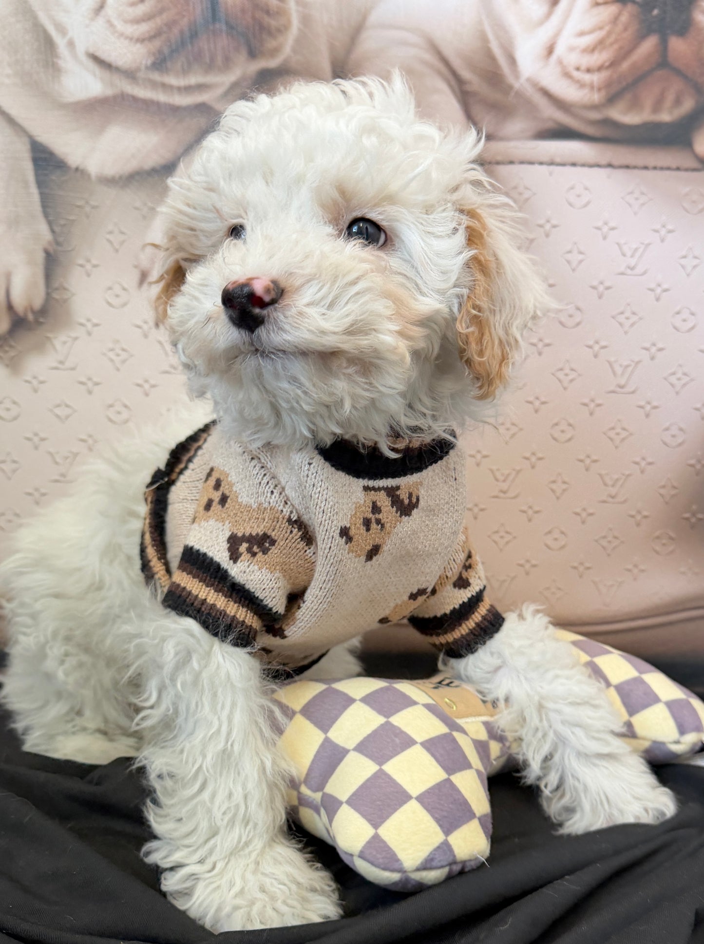 “Theo James” Toy Poodle • Male