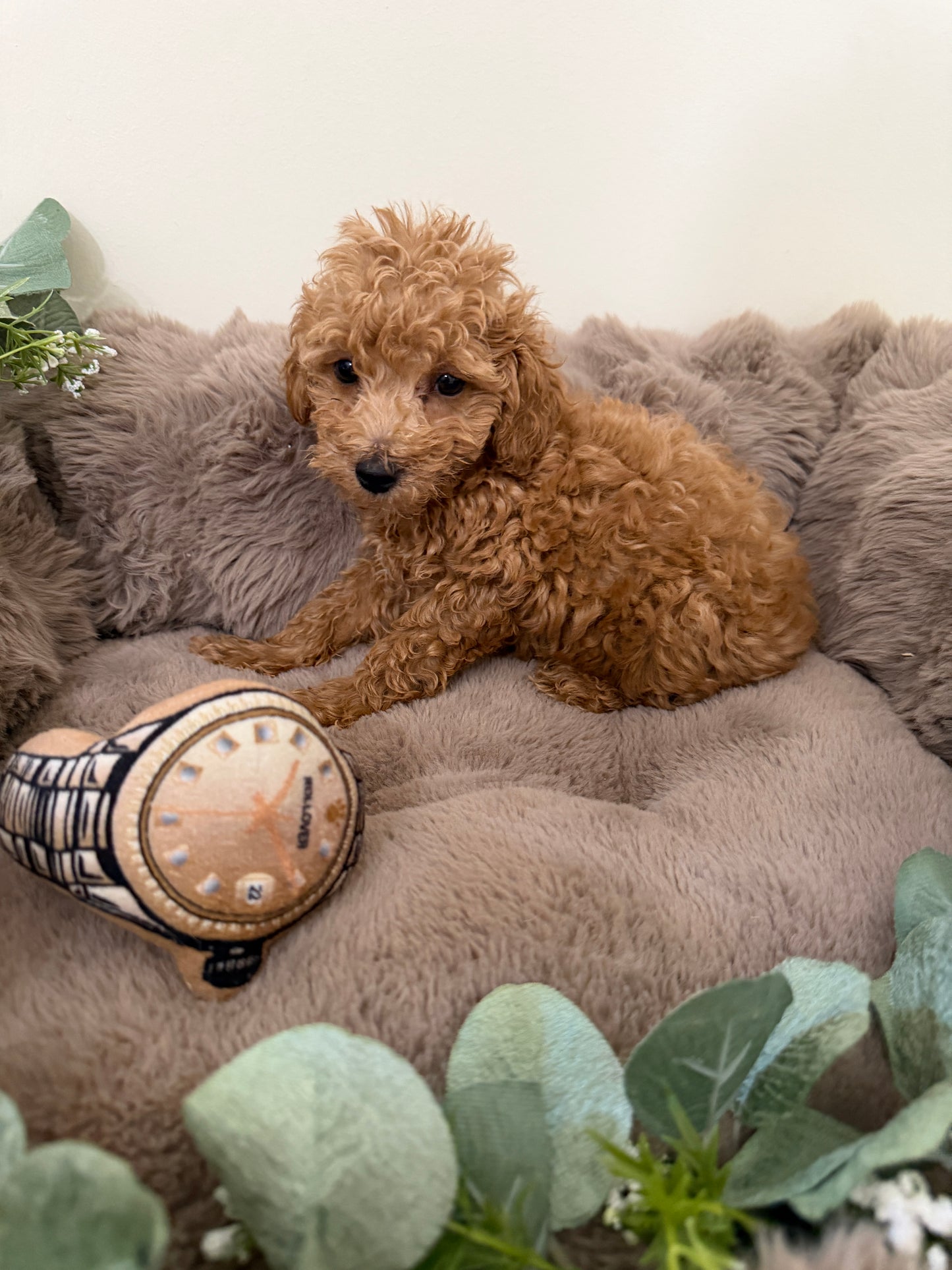 Jace ✨ | Male Toy Poodle