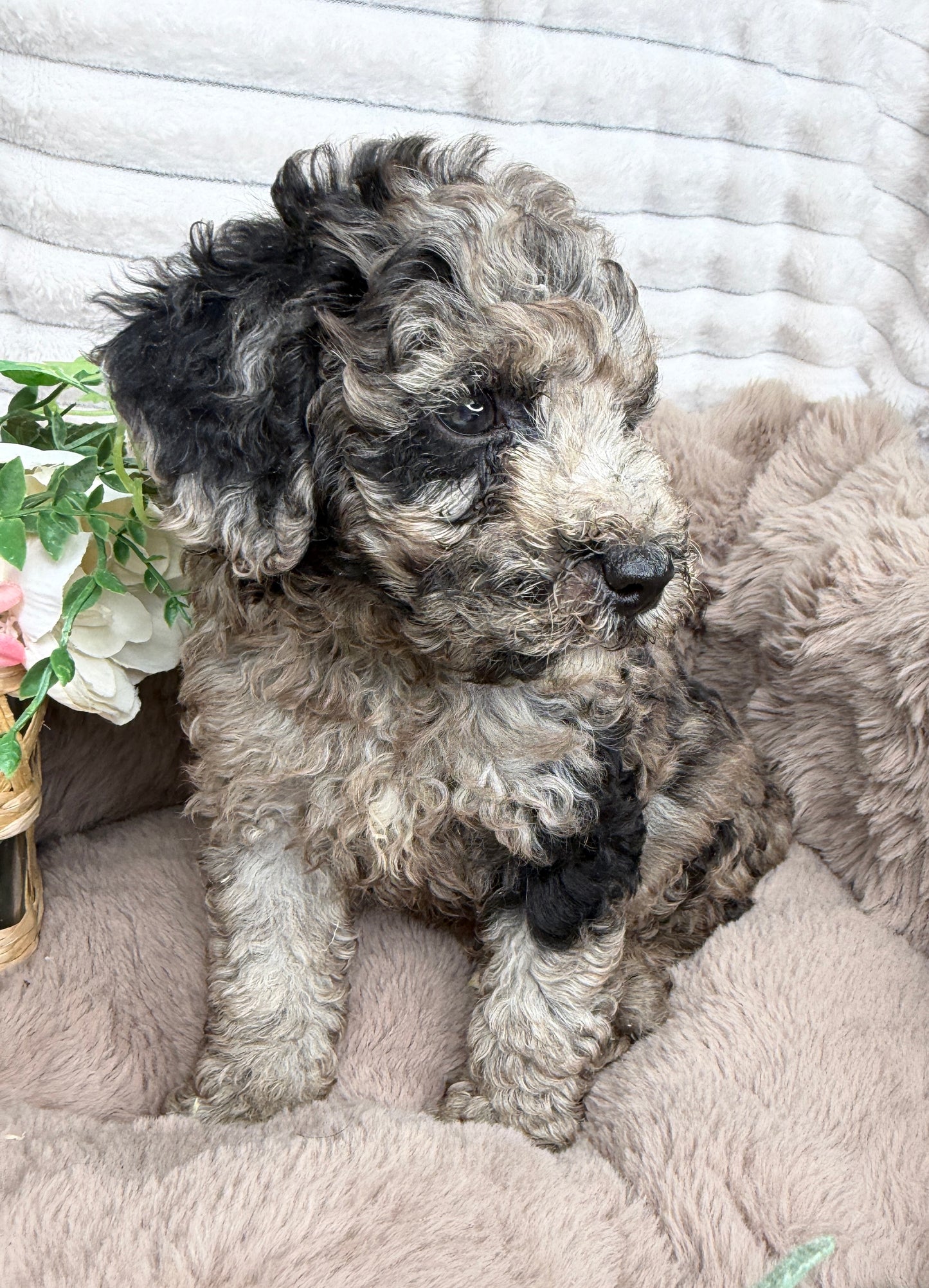 Atlas π | Blue Merle Toy Poodle