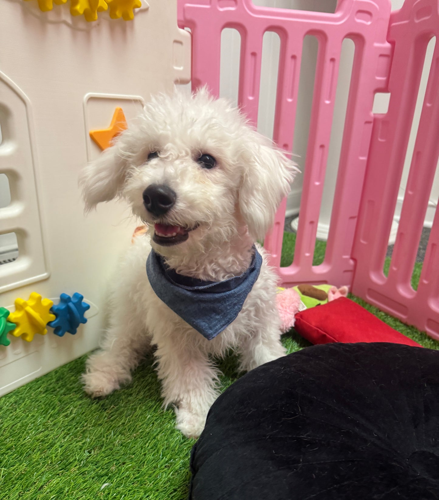 “Charlie” -  Male Bichon Frise Puppy