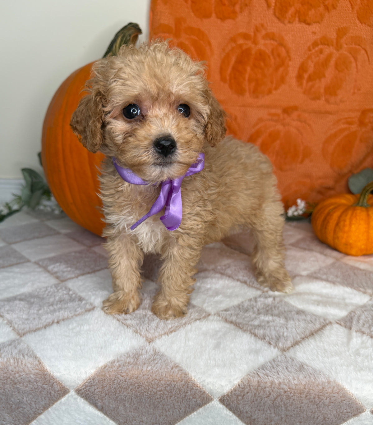 Peaches: Apricot Toy Poodle