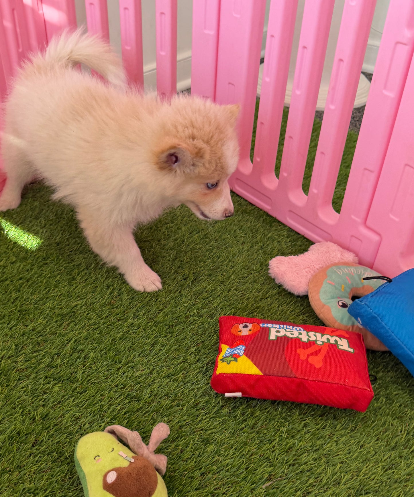 “Atlas” Male Pomsky Puppy