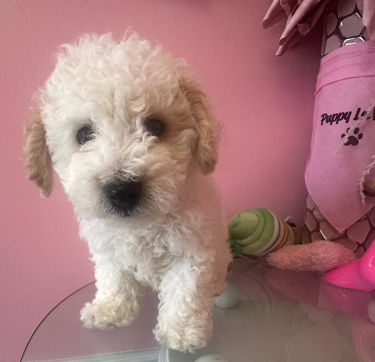 Meet “Theo” mini golden doodle