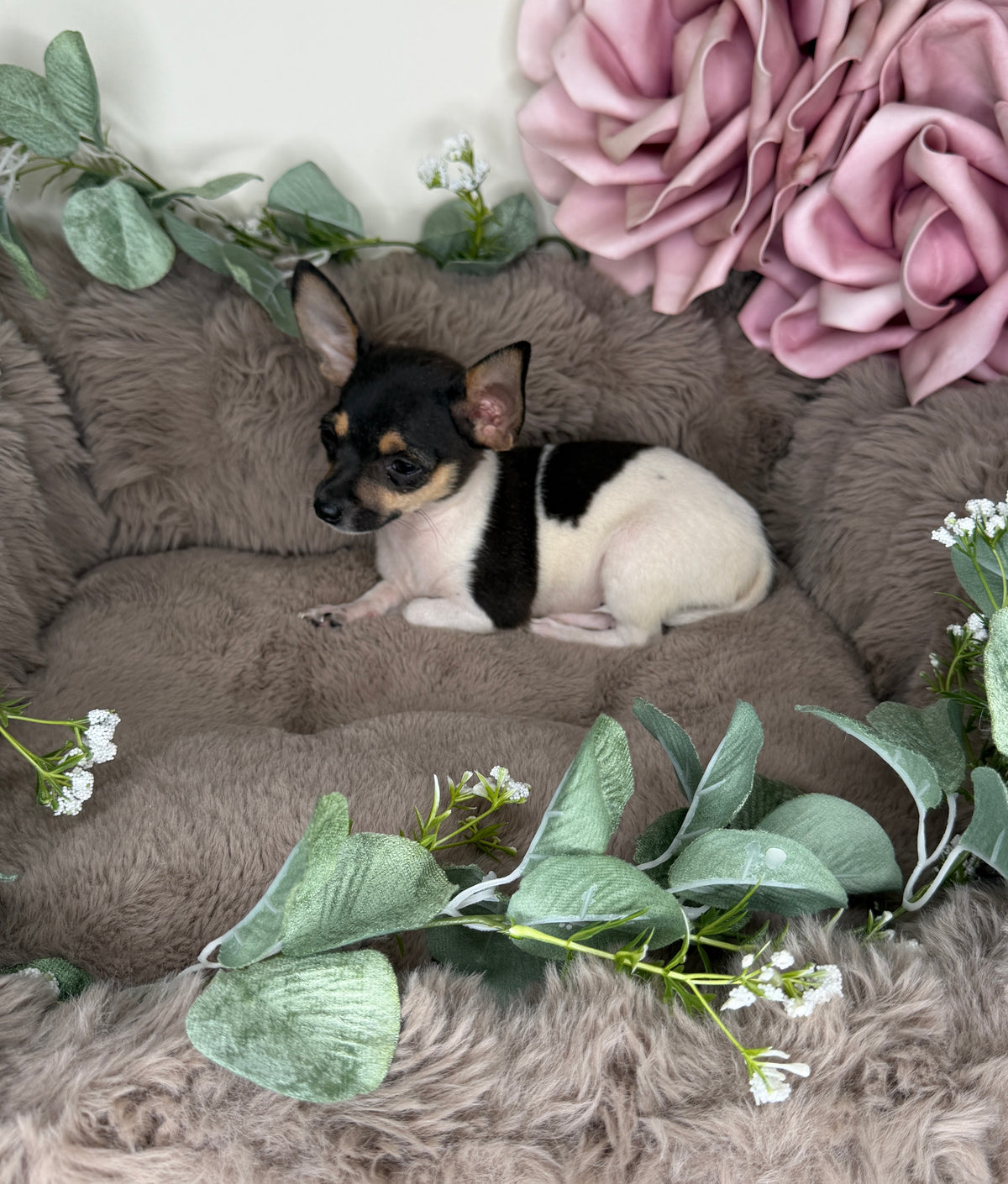 Saint π€ Chihuahua