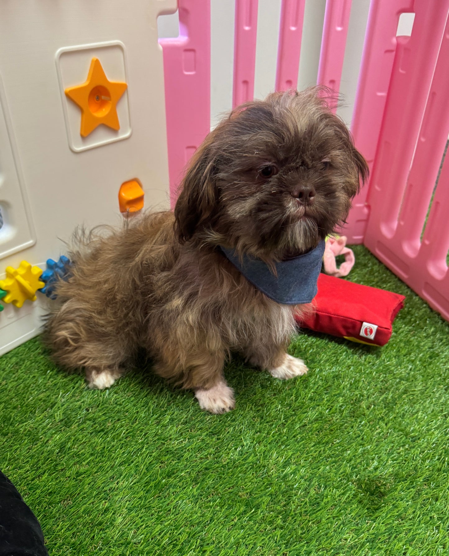 “Bentley” - Male Shih-Tzu Puppy