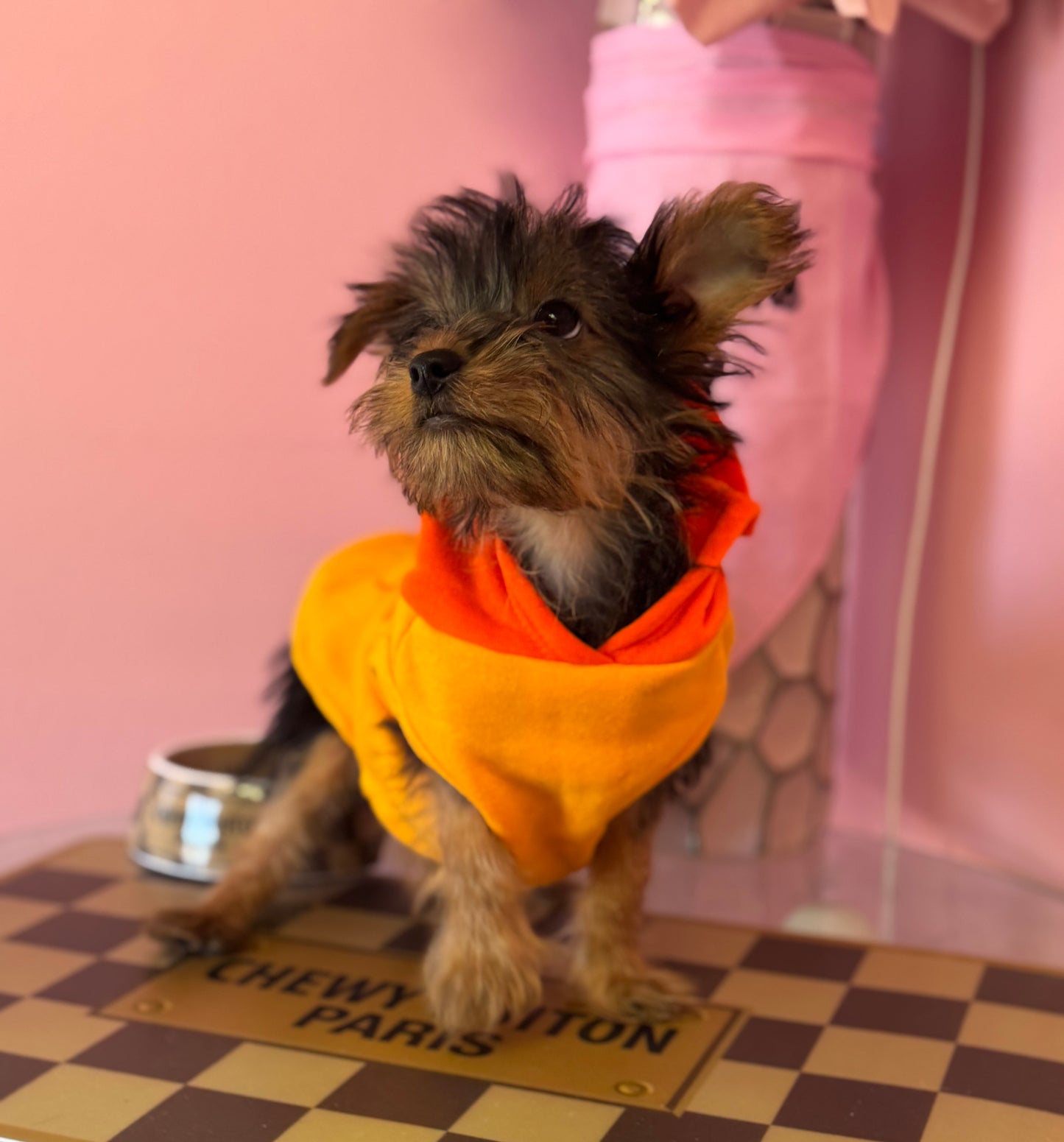“Baxter” - Male Yorkshire Terrier (Yorkie) Puppy