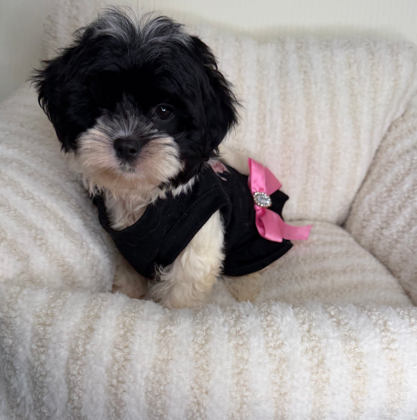 Meet Boba Female Teddy Bear πΌπ