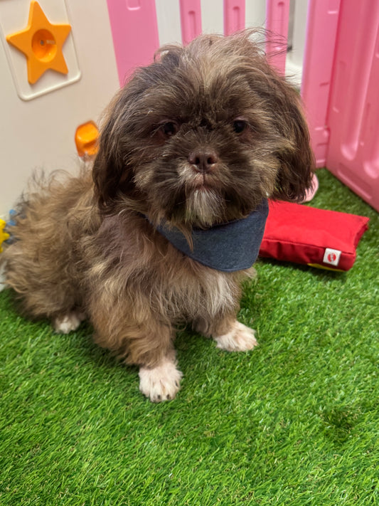 “Bentley” - Male Shih-Tzu Puppy