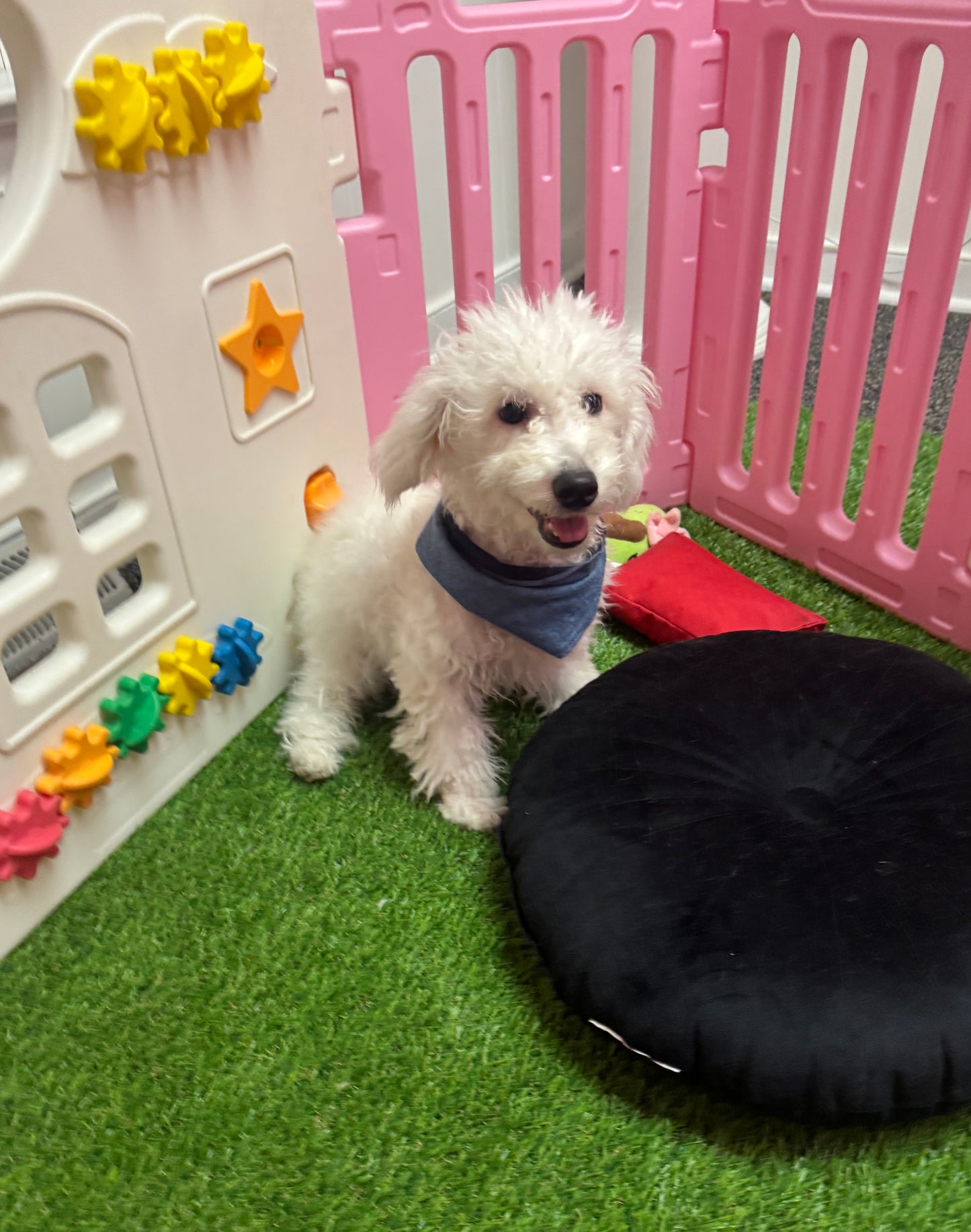“Charlie” -  Male Bichon Frise Puppy