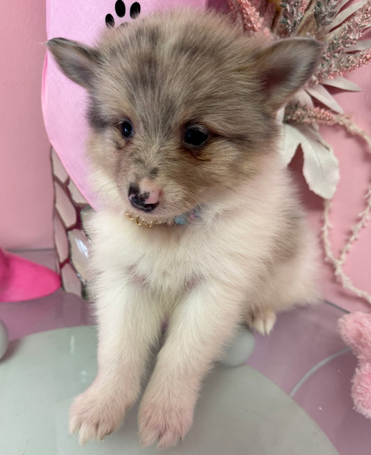 "Nala” - Female Pomsky Puppy