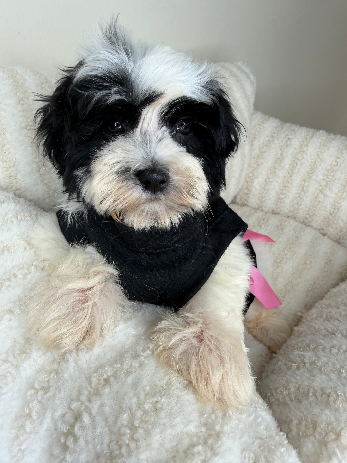 Meet Mochi • Female Teddy Bear 🐼✨