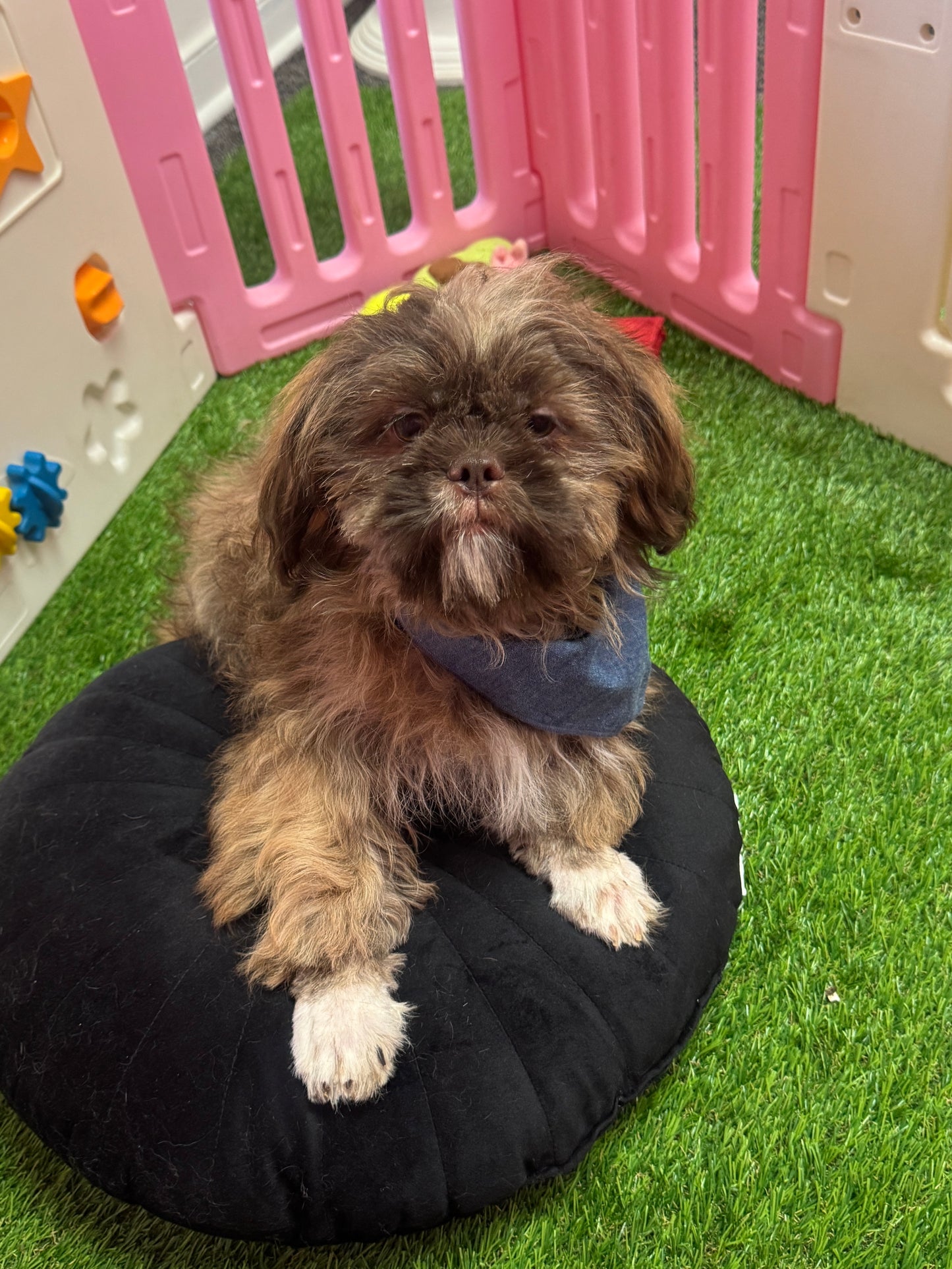 “Bentley” - Male Shih-Tzu Puppy