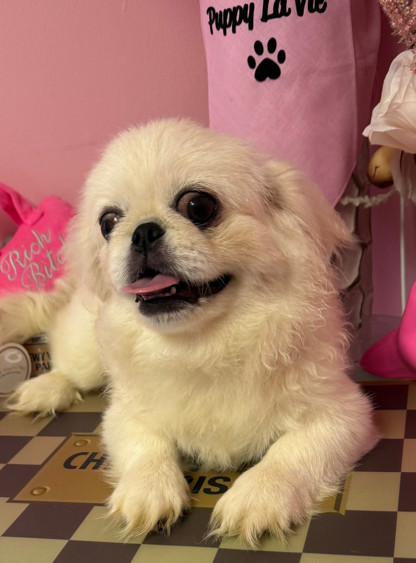 “Milo” - Pekingese Puppy