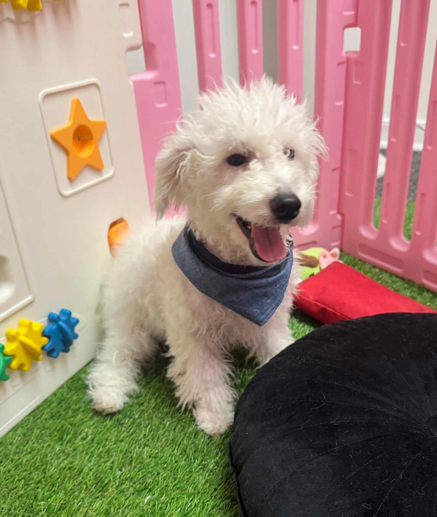 “Charlie” -  Male Bichon Frise Puppy
