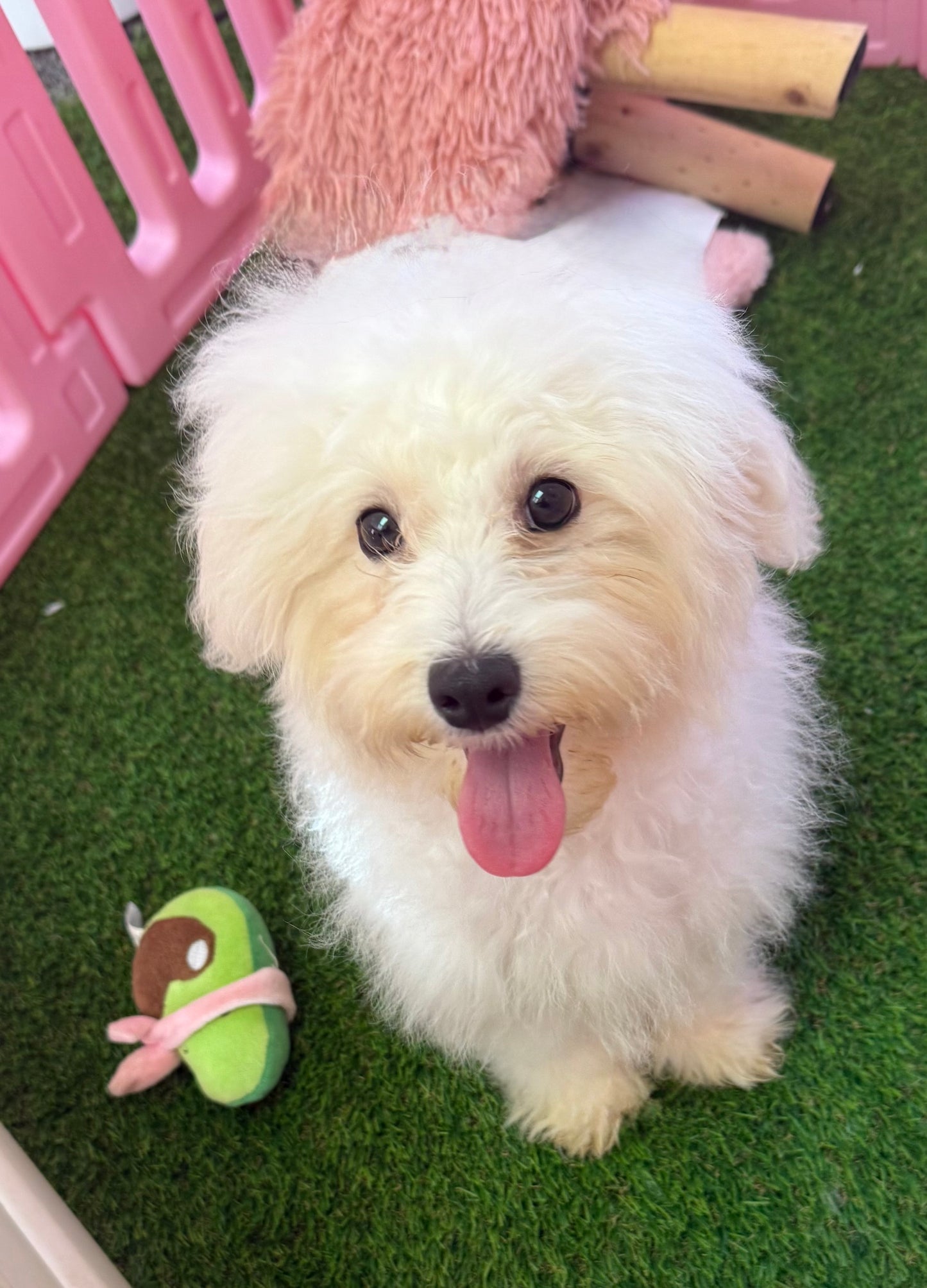 “Teddy” - Male Teddy Bear Puppy