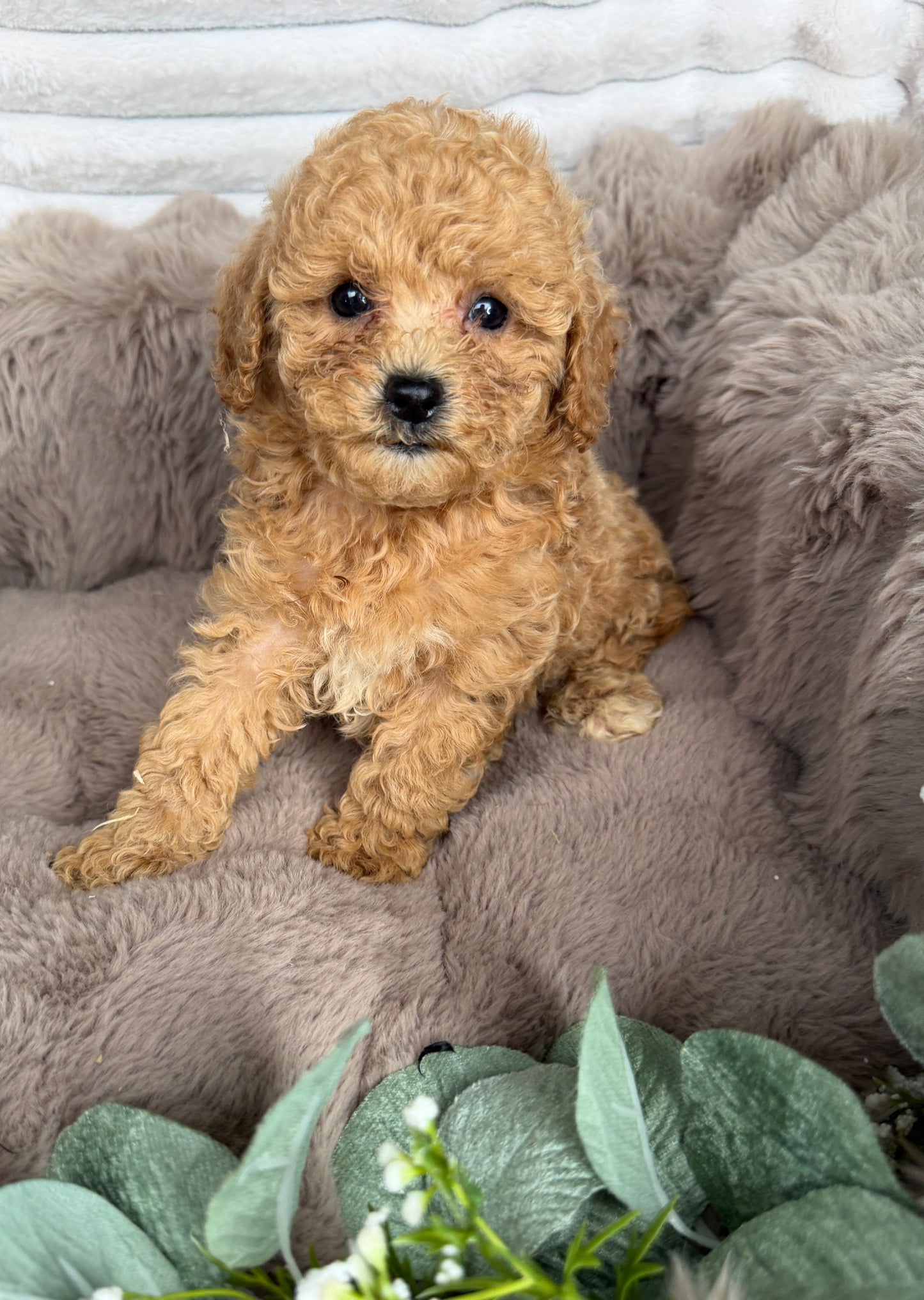 Toast 🧸 | Male Toy Cavapoo