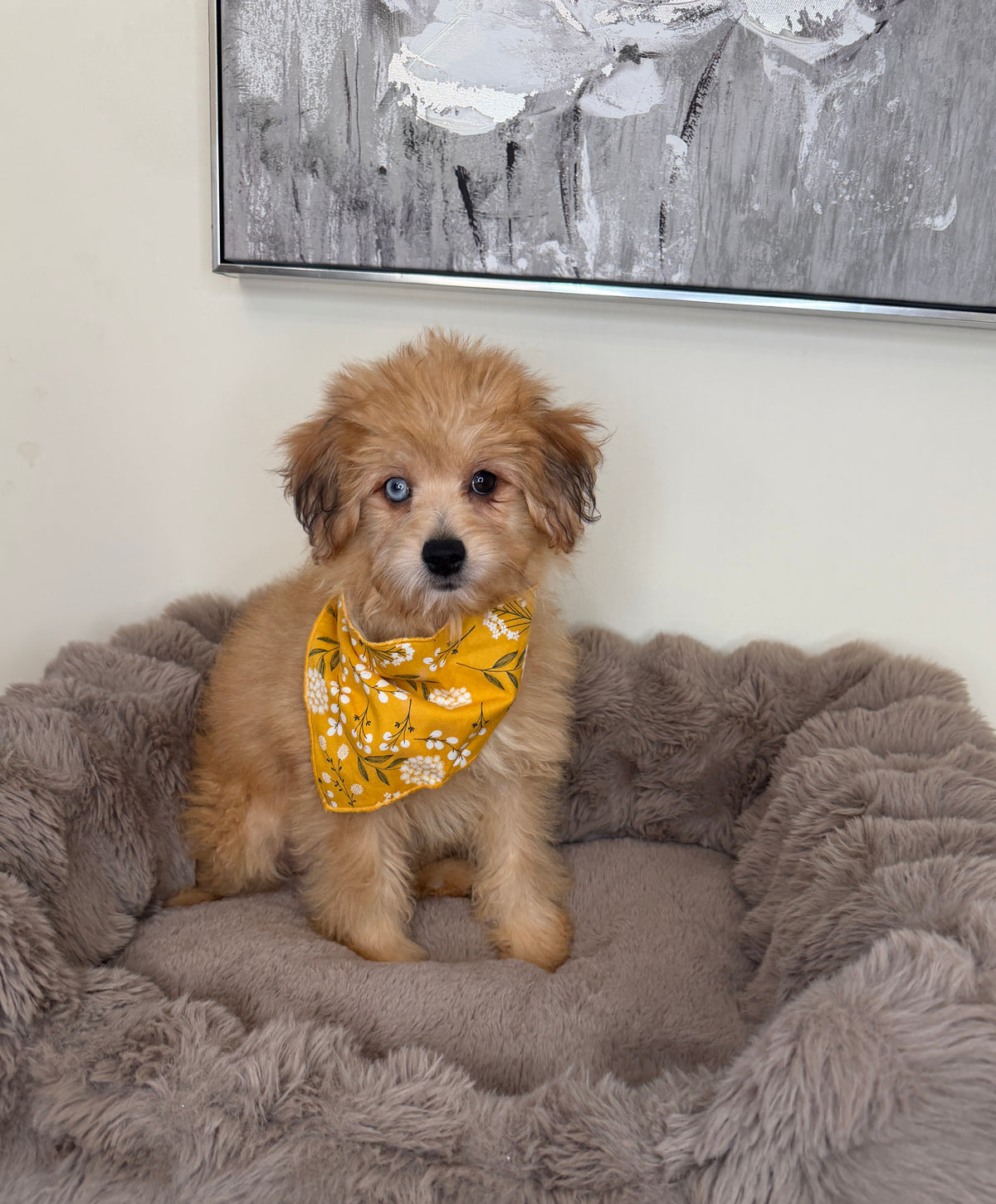 “Xena” Miniature Pomapoo!