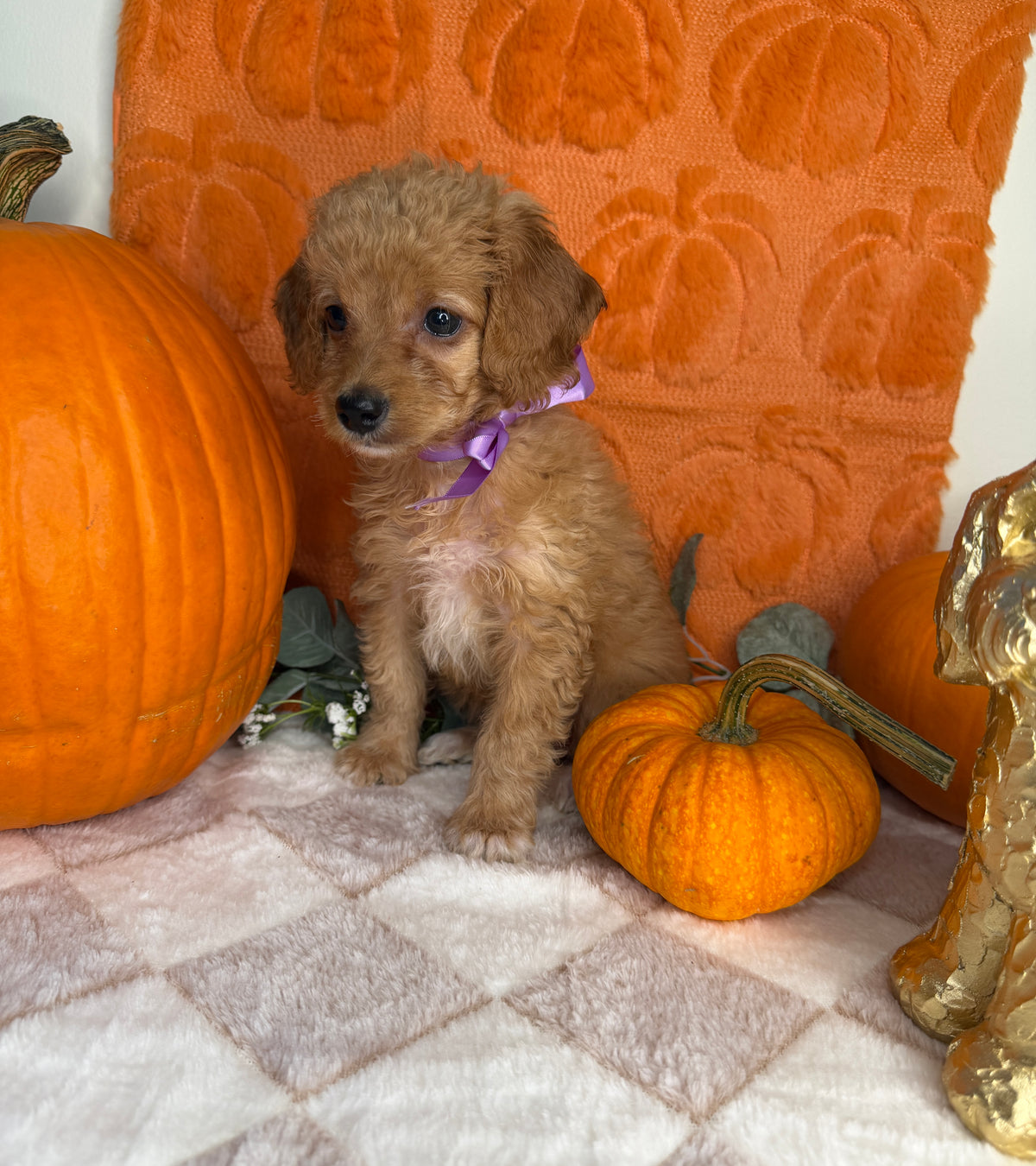 Penelope: Toy Poodle