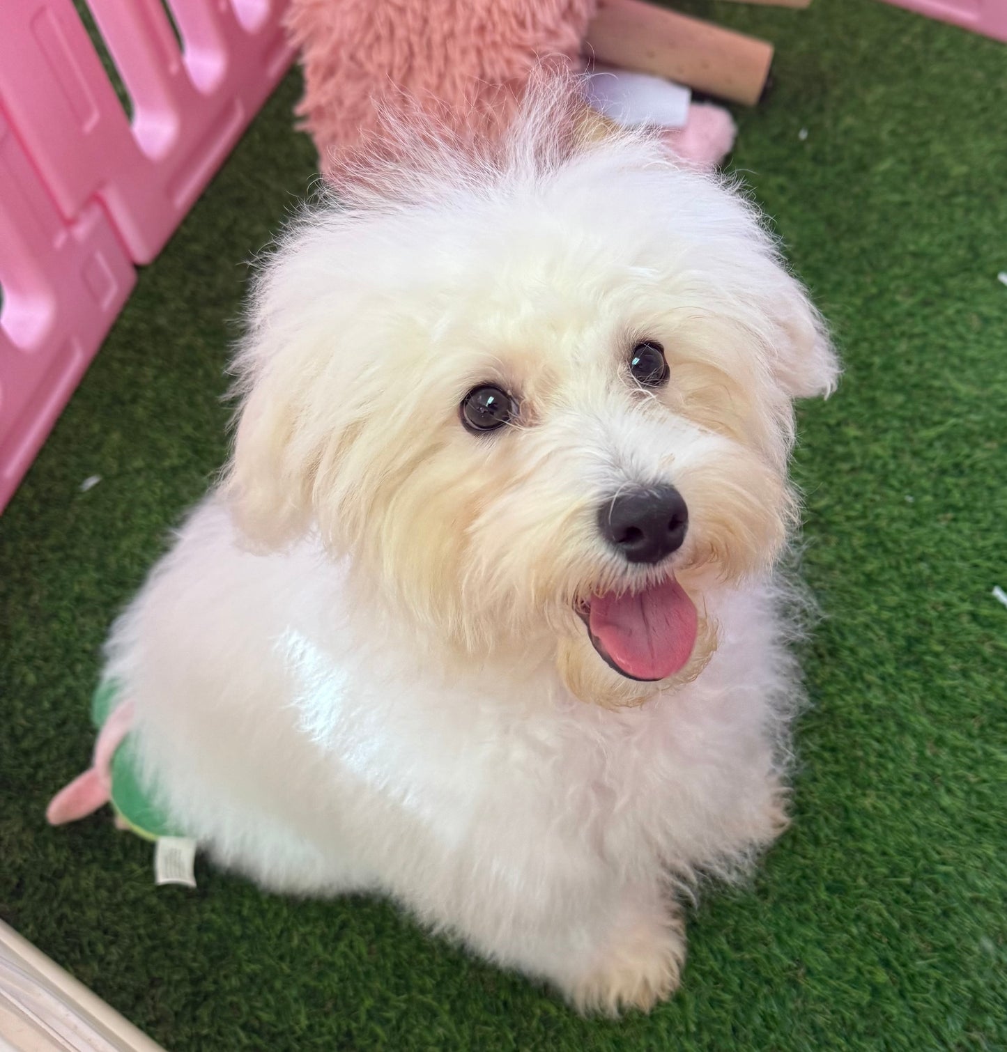 “Teddy” - Male Teddy Bear Puppy