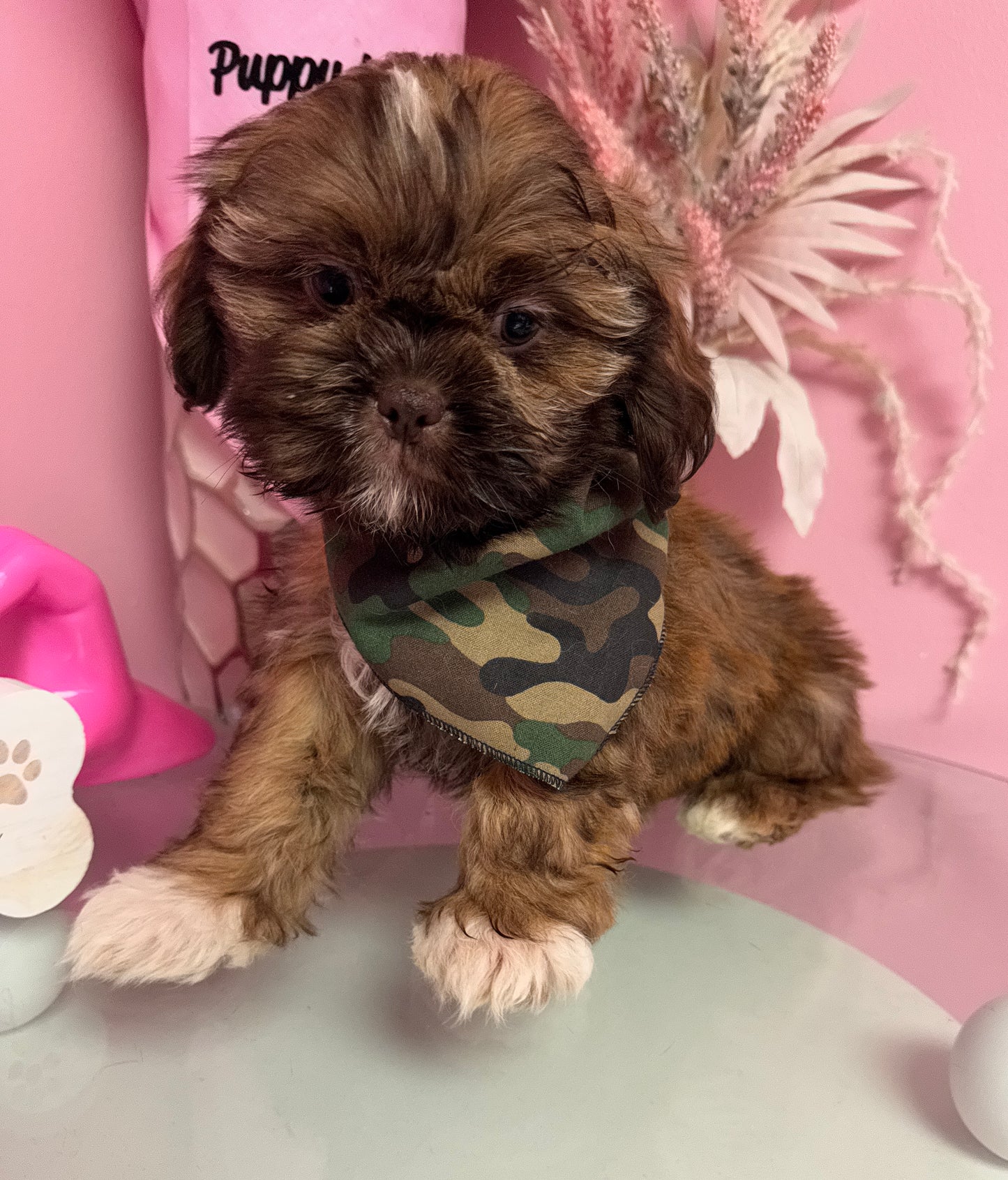 “Bentley” AKC Shih-Tzu