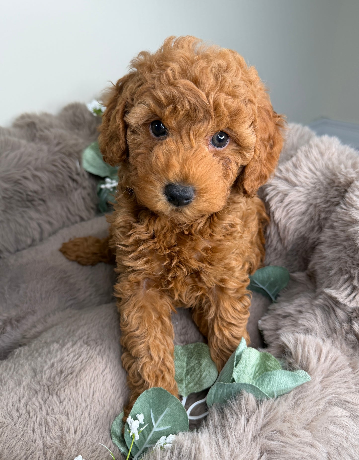 Teddy 🧸 | Male Goldendoodle Puppy