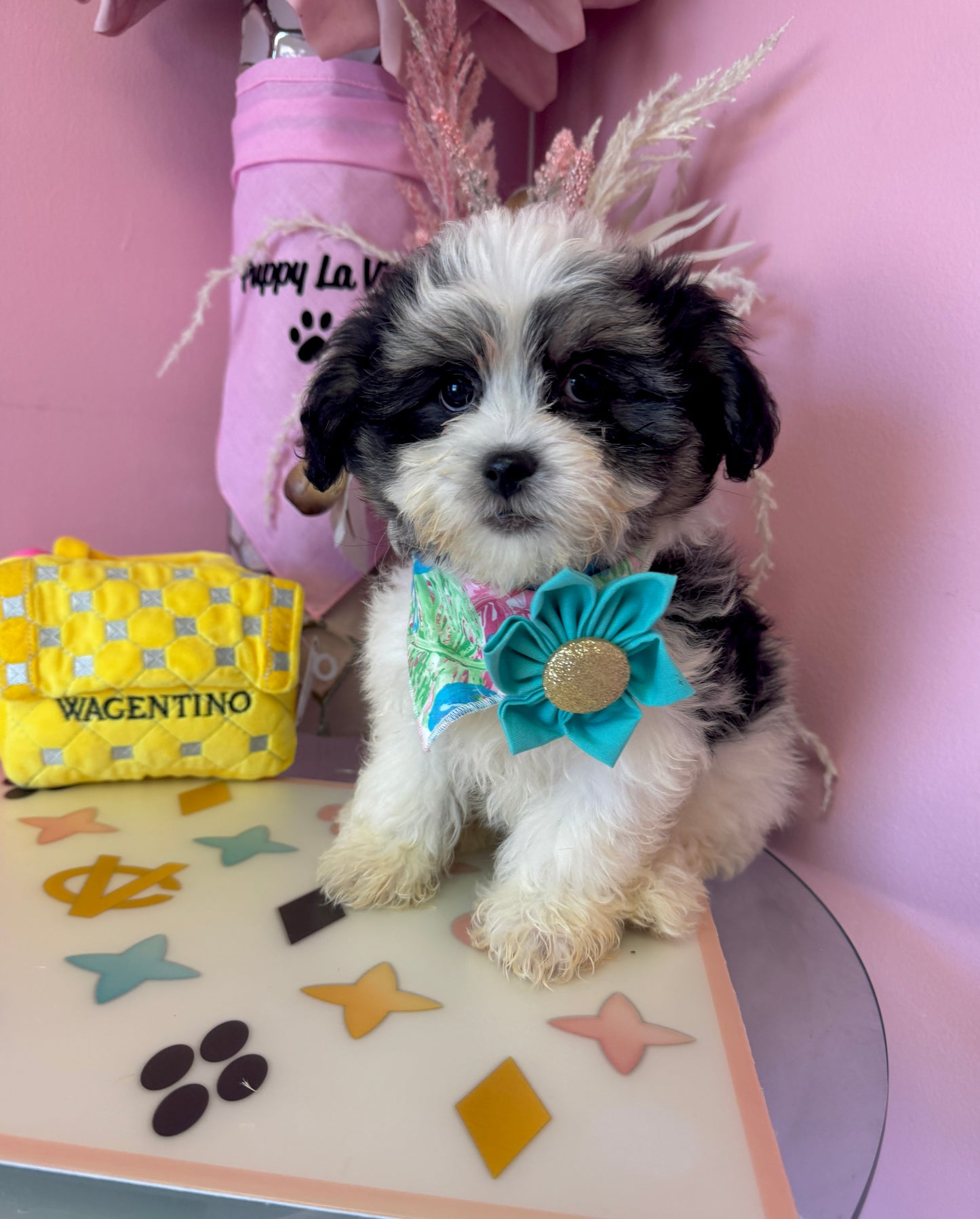 "Rosie" - Female Teddy Bear Puppy