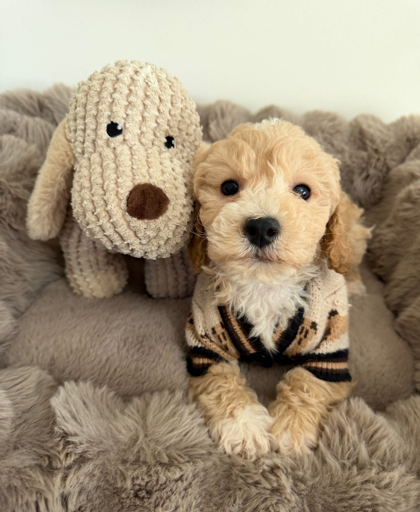 Teddy James🤎 | Male Maltipoo