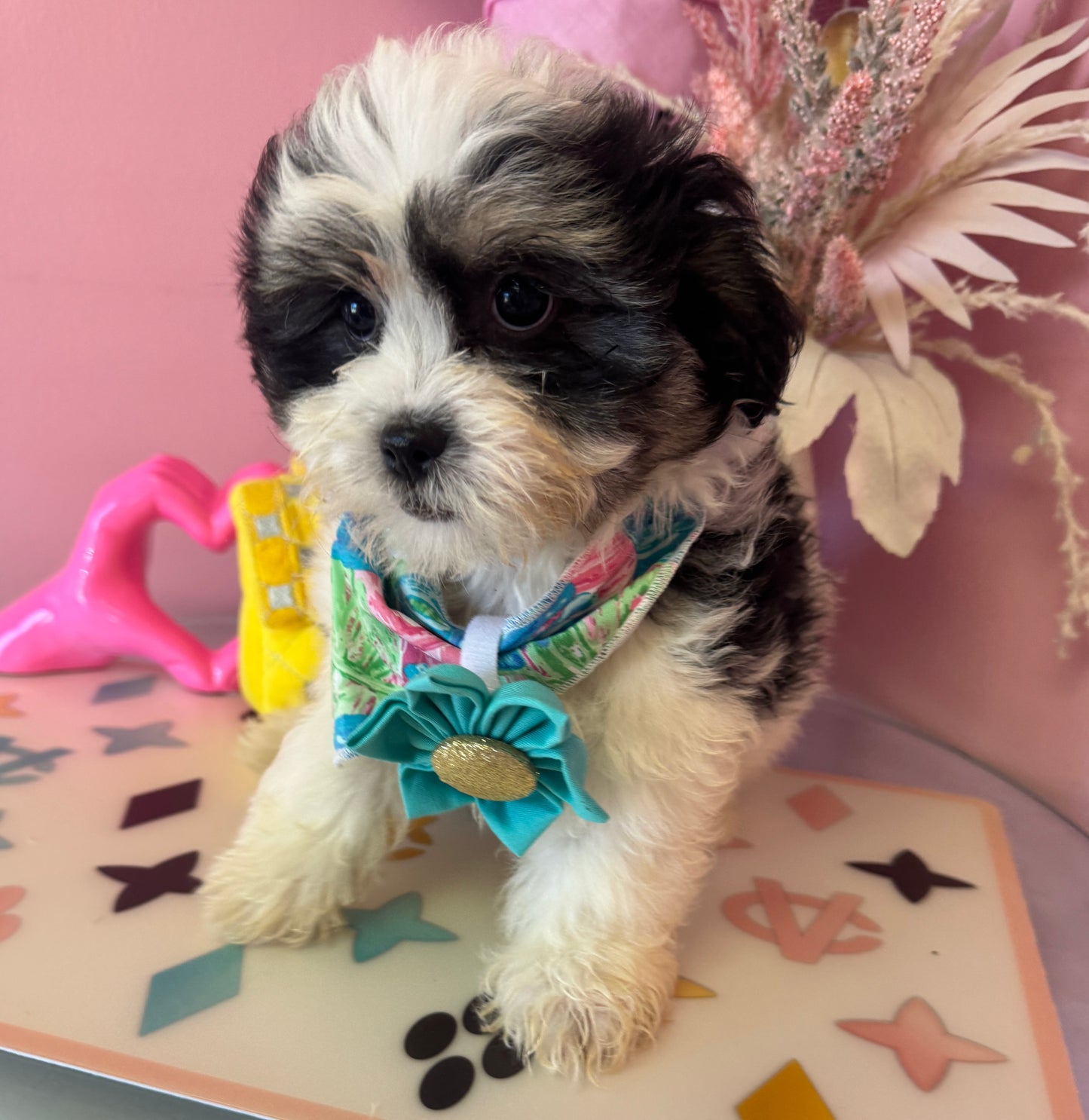 "Rosie" - Female Teddy Bear Puppy