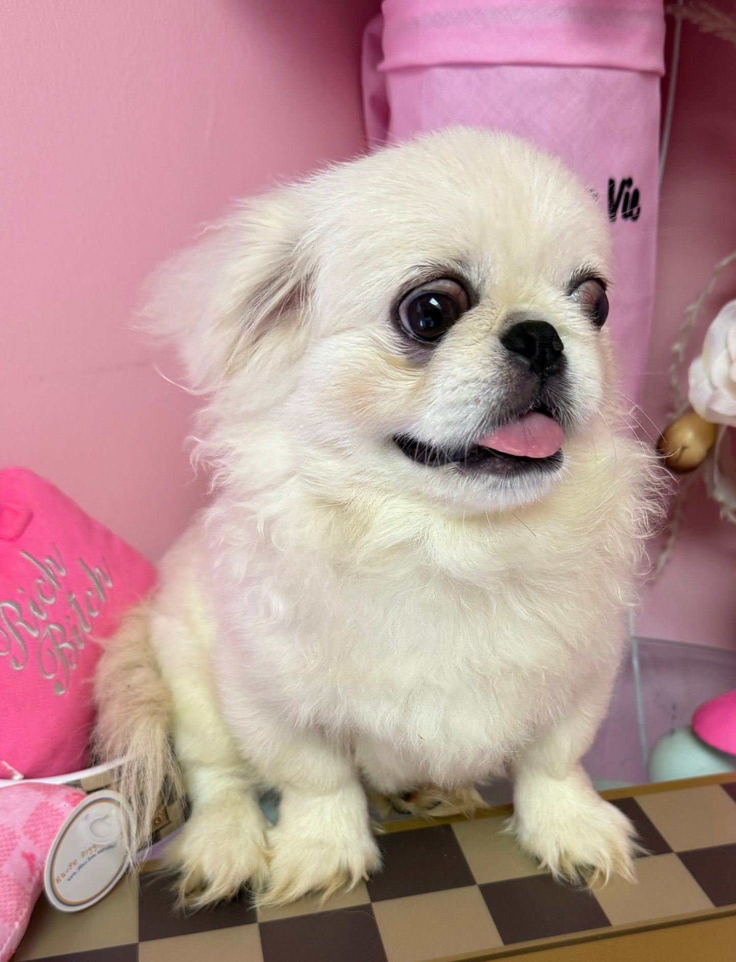 “Milo” - Pekingese Puppy