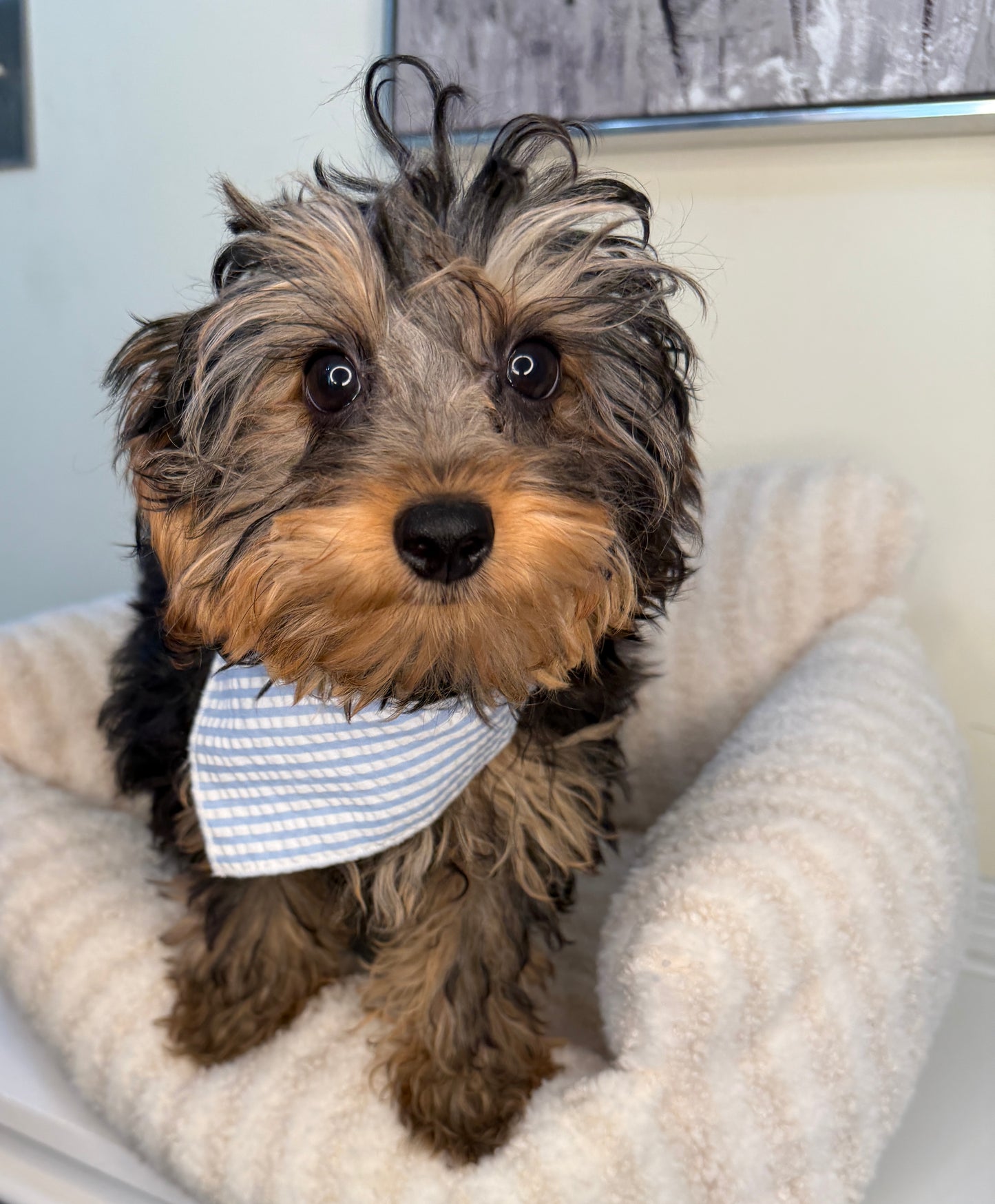 Kensington π | Male Yorkie Poo Puppy