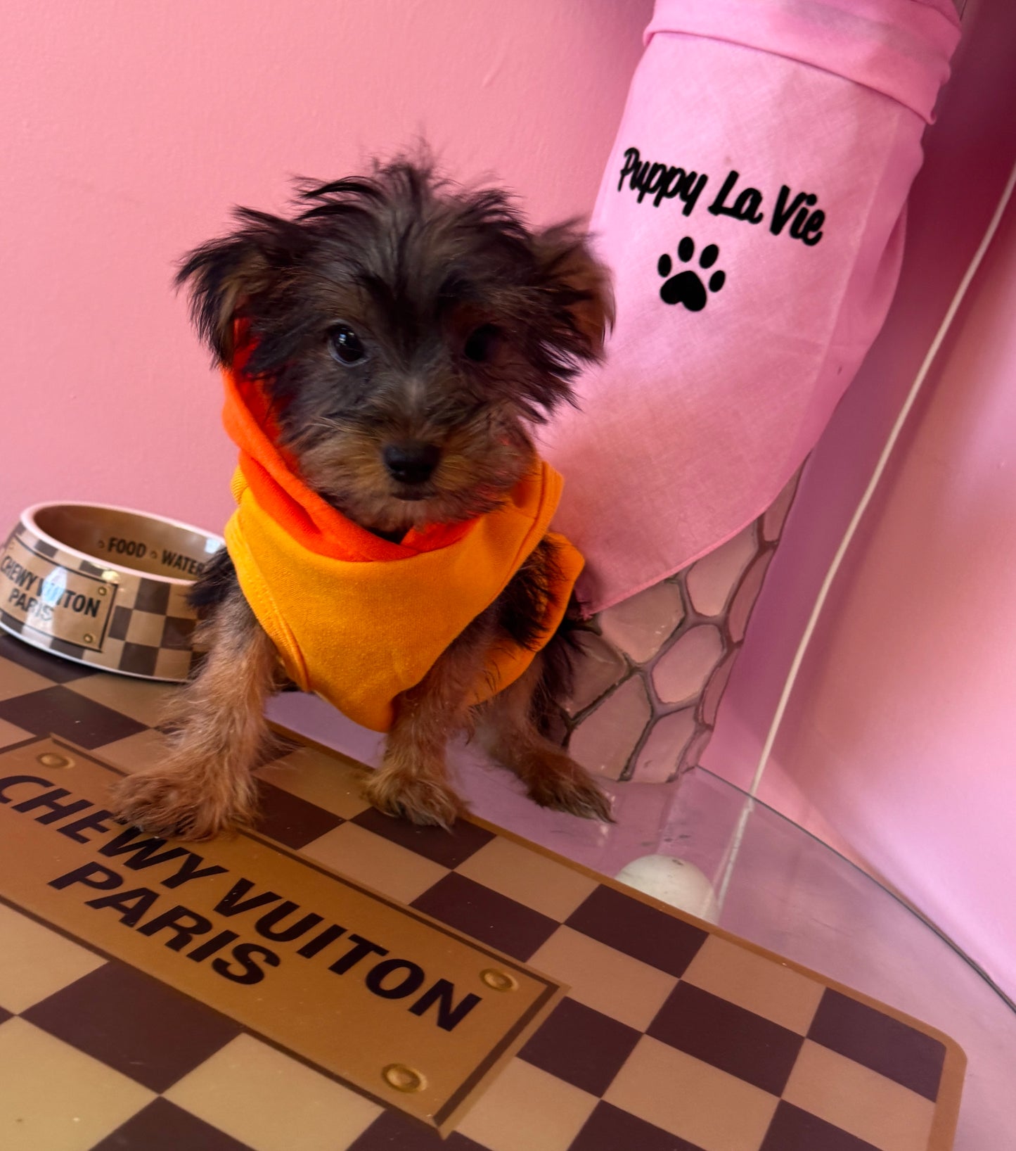 “Baxter” - Male Yorkshire Terrier (Yorkie) Puppy