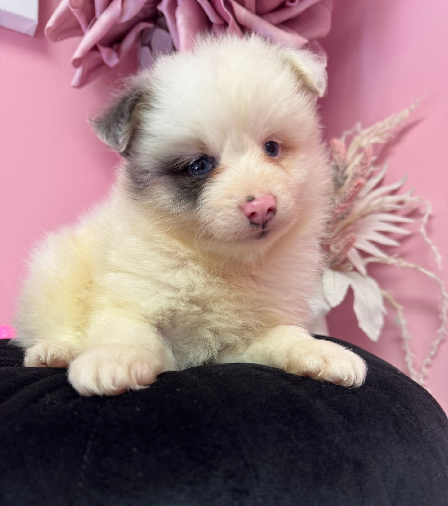 “Kingston” Pomsky