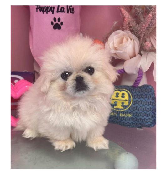 “Milo” - Pekingese Puppy