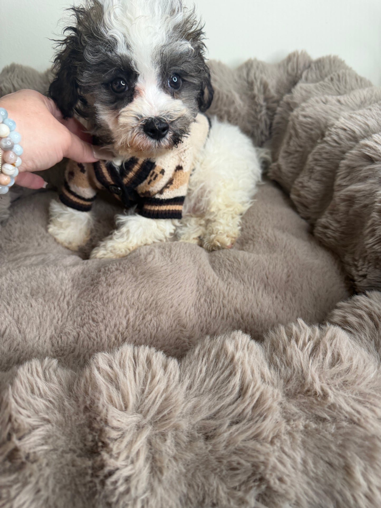 Phillip “Phil” 🐾 | Male Maltipoo
