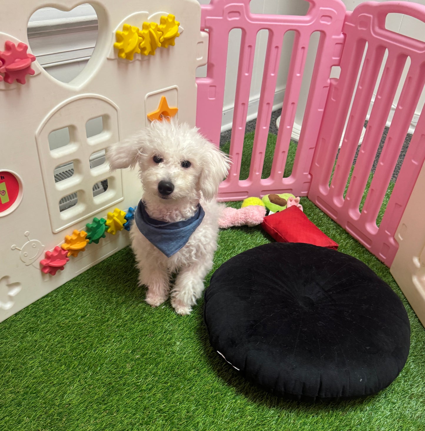 “Charlie” -  Male Bichon Frise Puppy