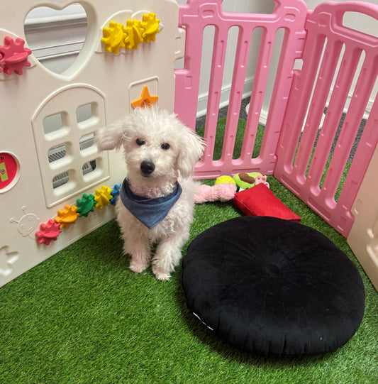 “Charlie” -  Male Bichon Frise Puppy