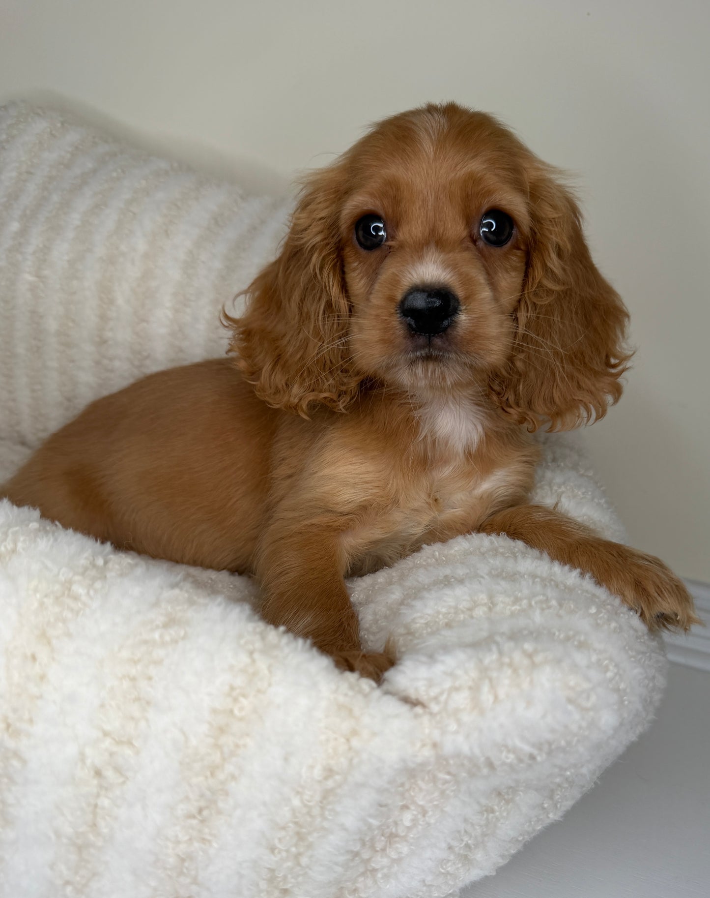 Meet Winnie 🧸🤎 Male Cocker Spaniel