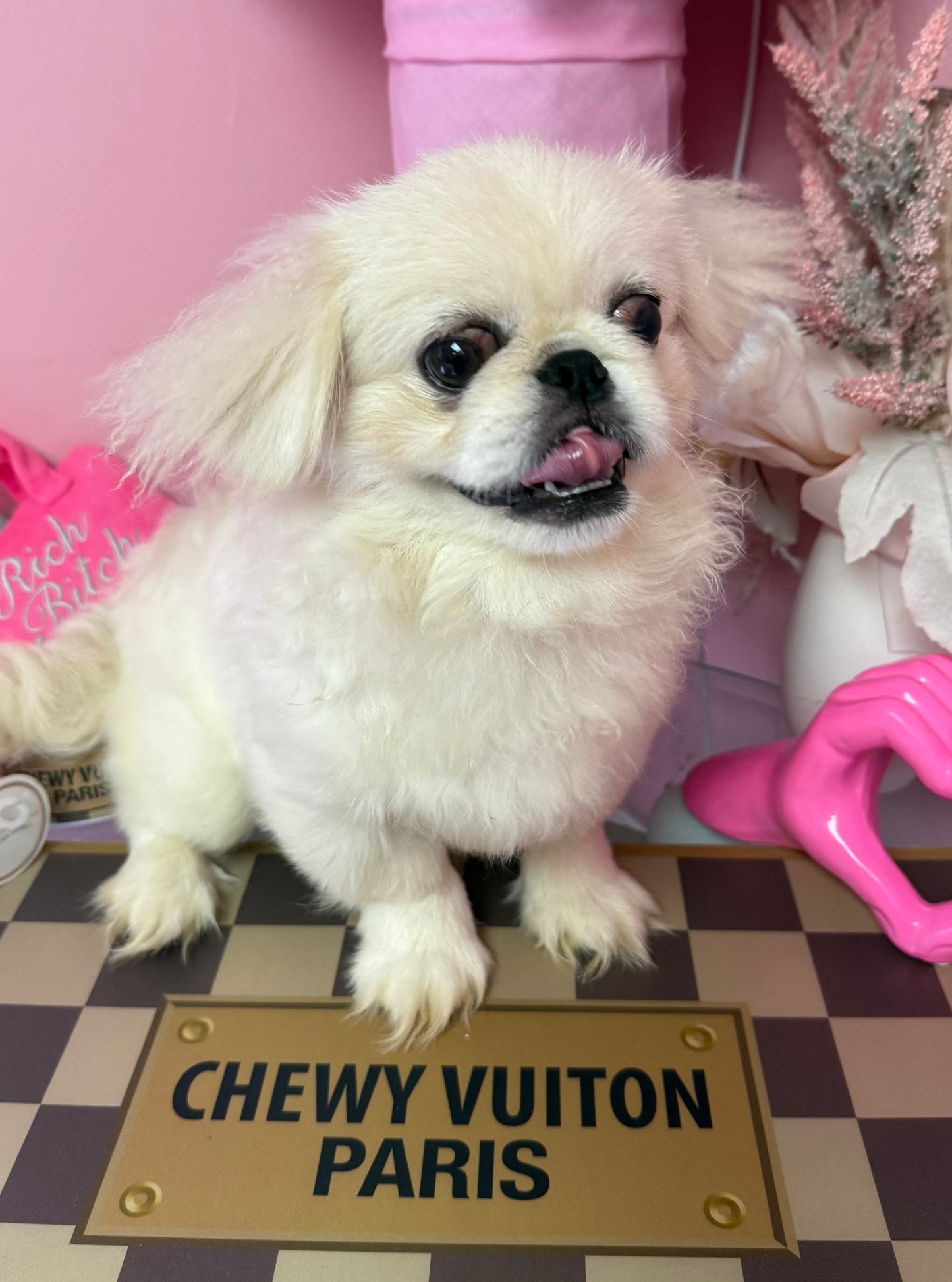 “Milo” - Pekingese Puppy