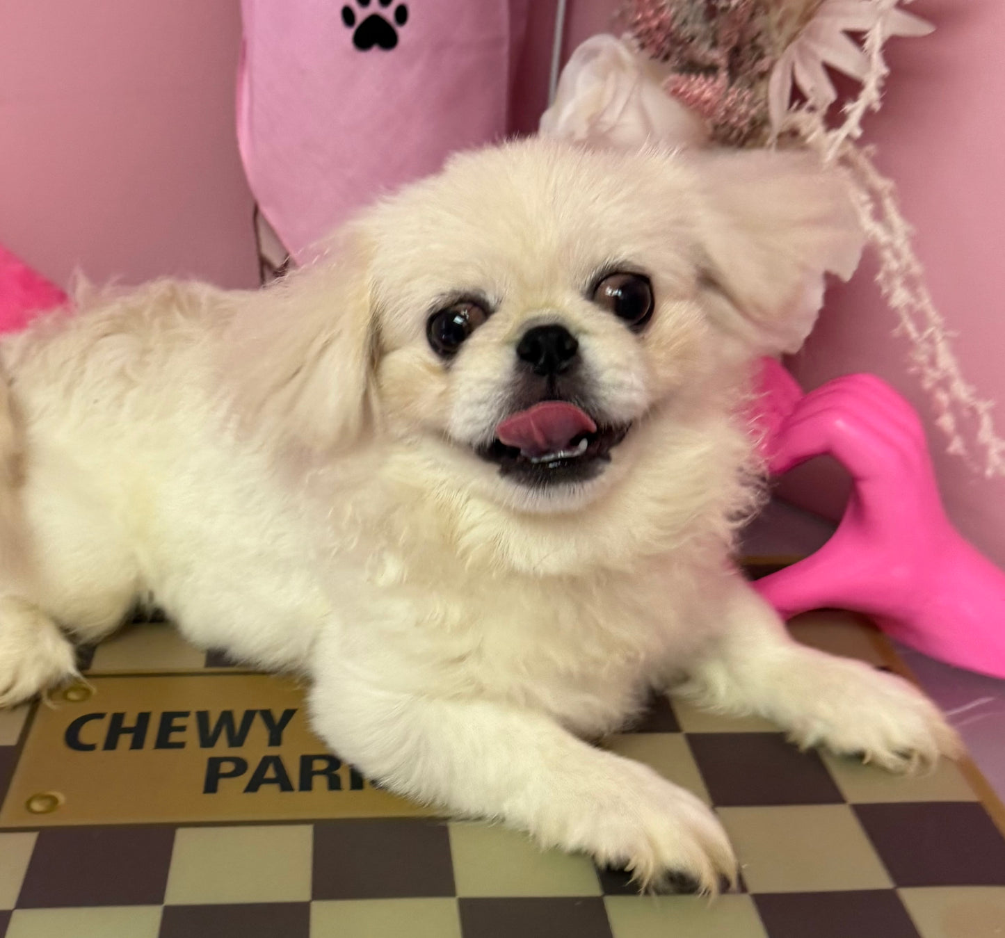 “Milo” - Pekingese Puppy