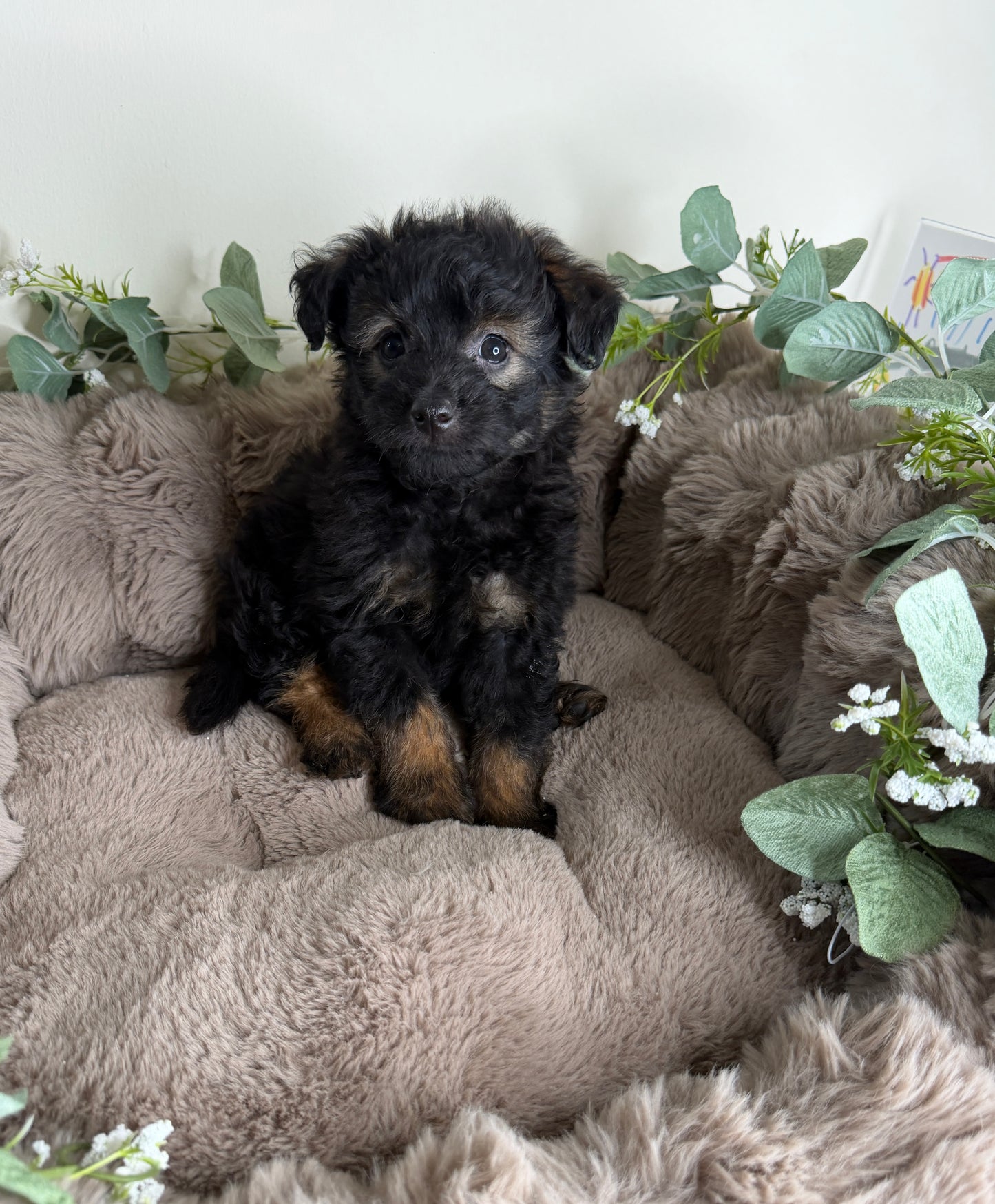 Versace ✨ | Male PomaPoo Puppy