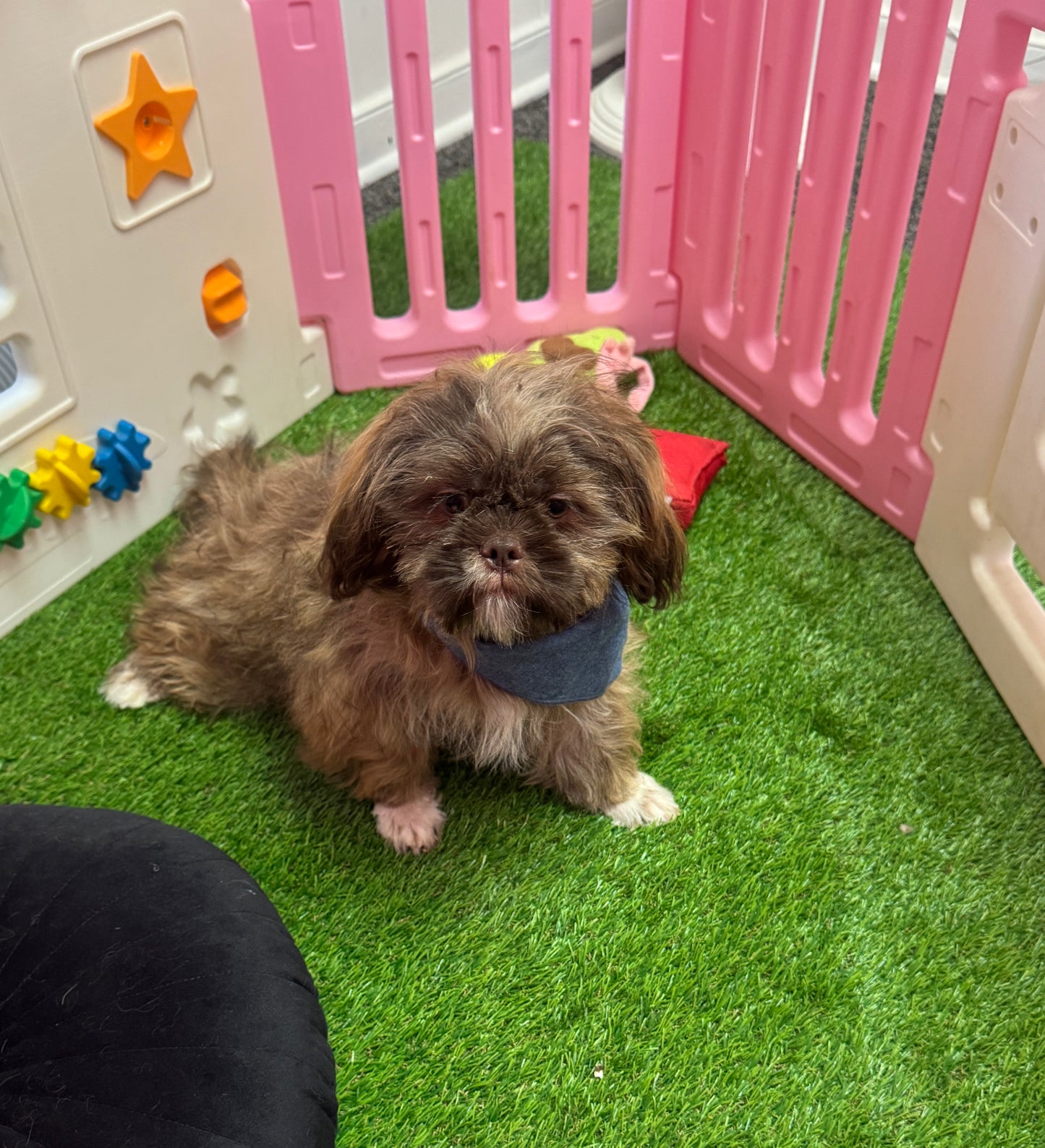“Bentley” - Male Shih-Tzu Puppy