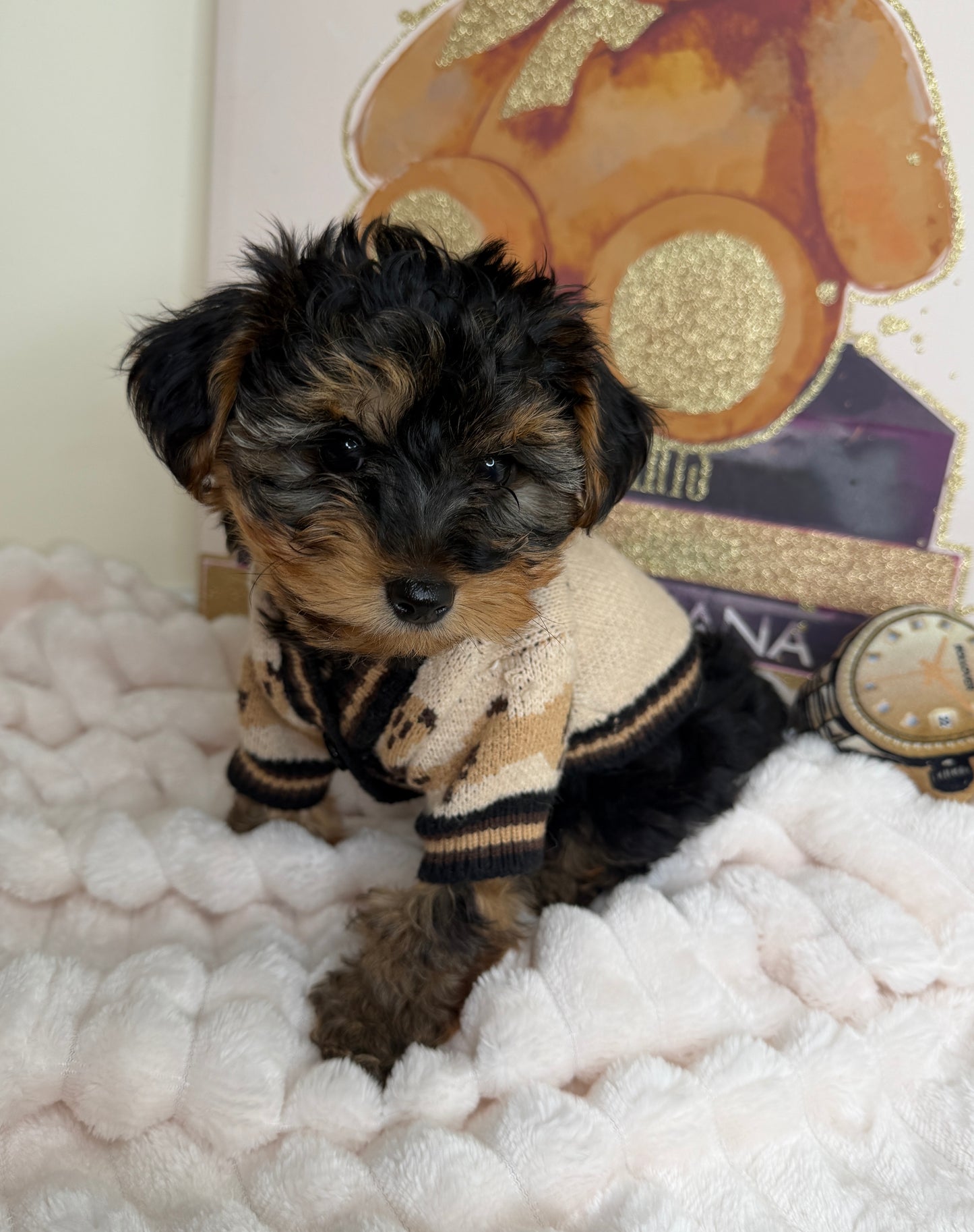 Kensington ✨Male Yorkiepoo