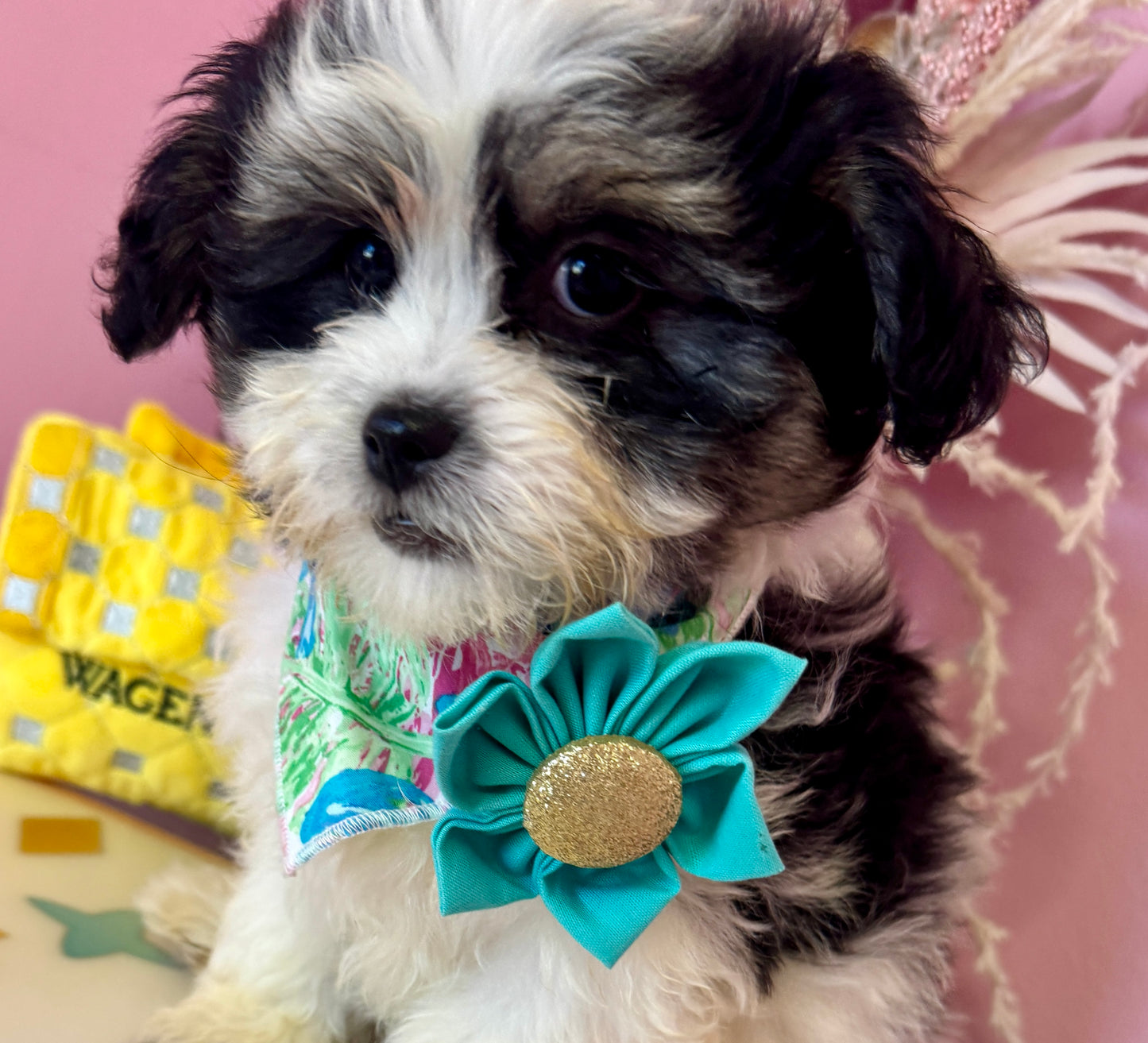 "Rosie" - Female Teddy Bear Puppy