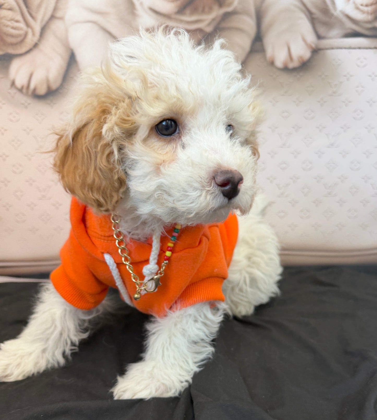 “Bella Mae” Toy Poodle • Female✨